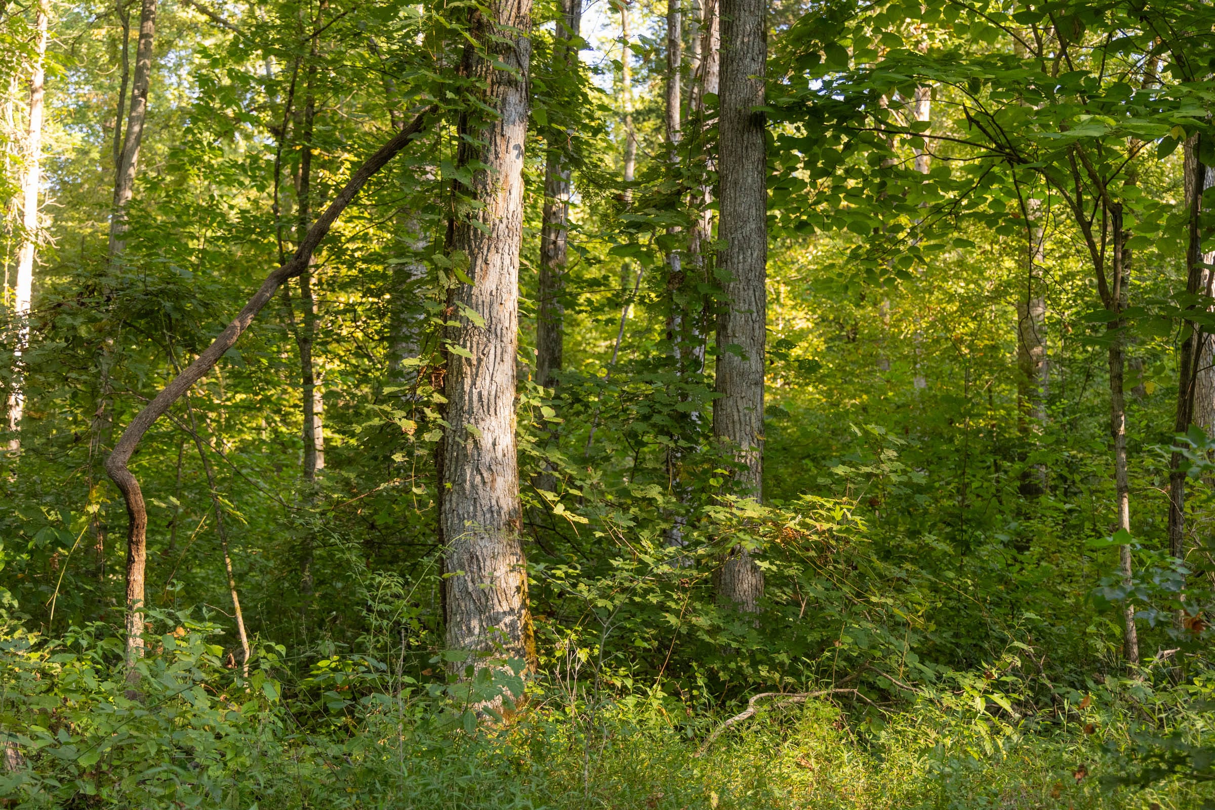 Big White Oak Tract 88 photo 9