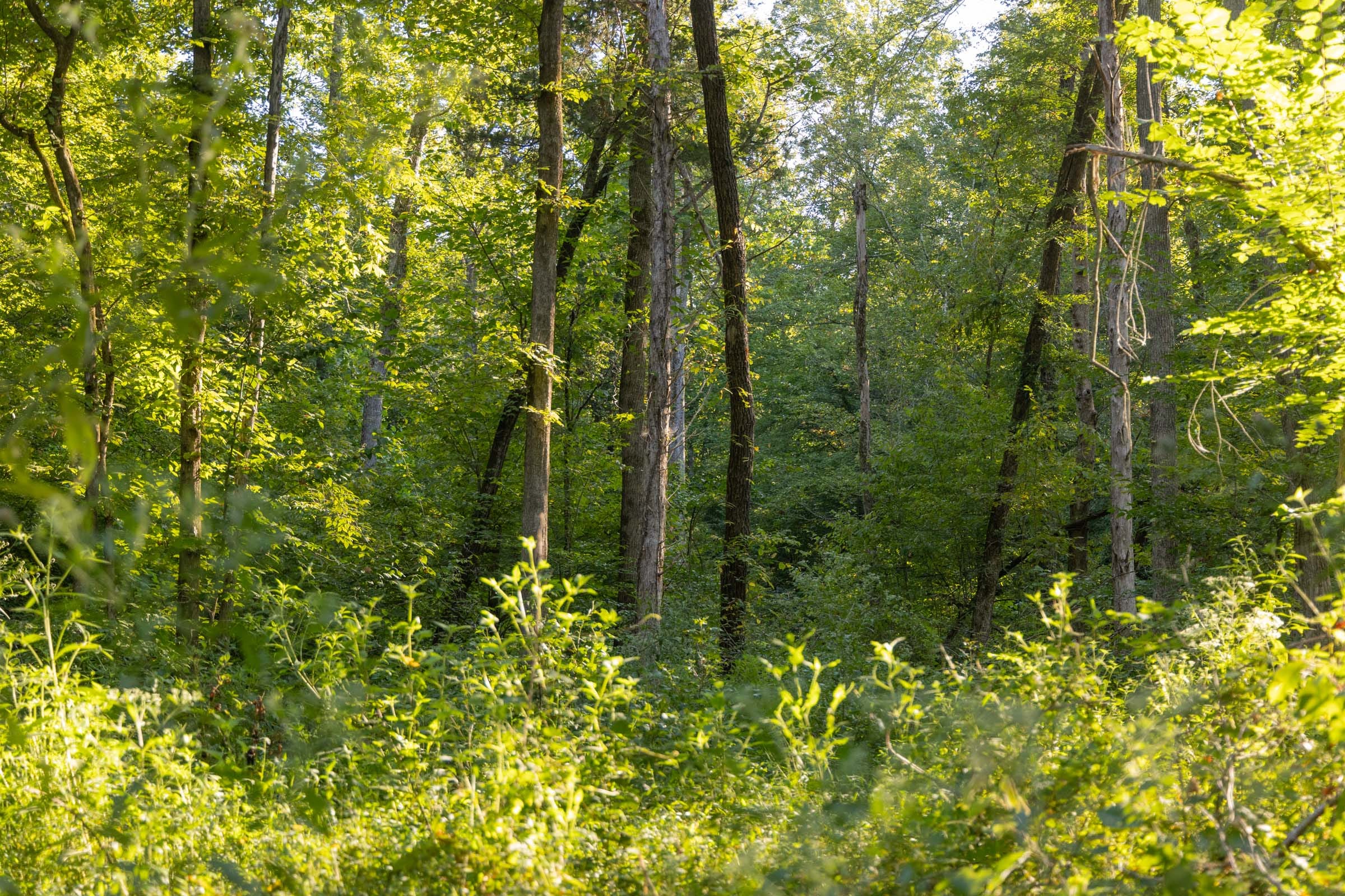 Big White Oak Tract 88 photo 8