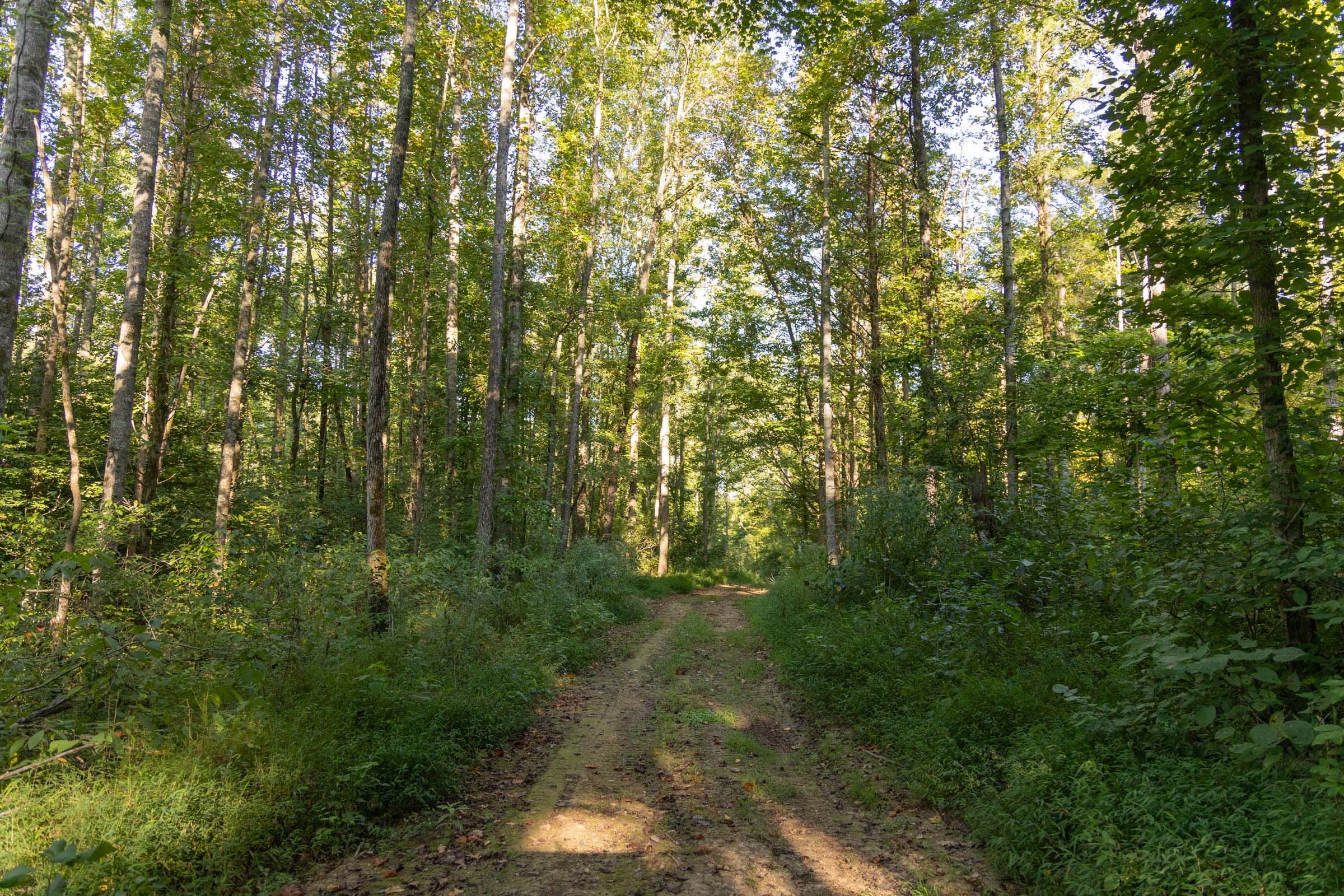 Big White Oak Tract 88 photo 1