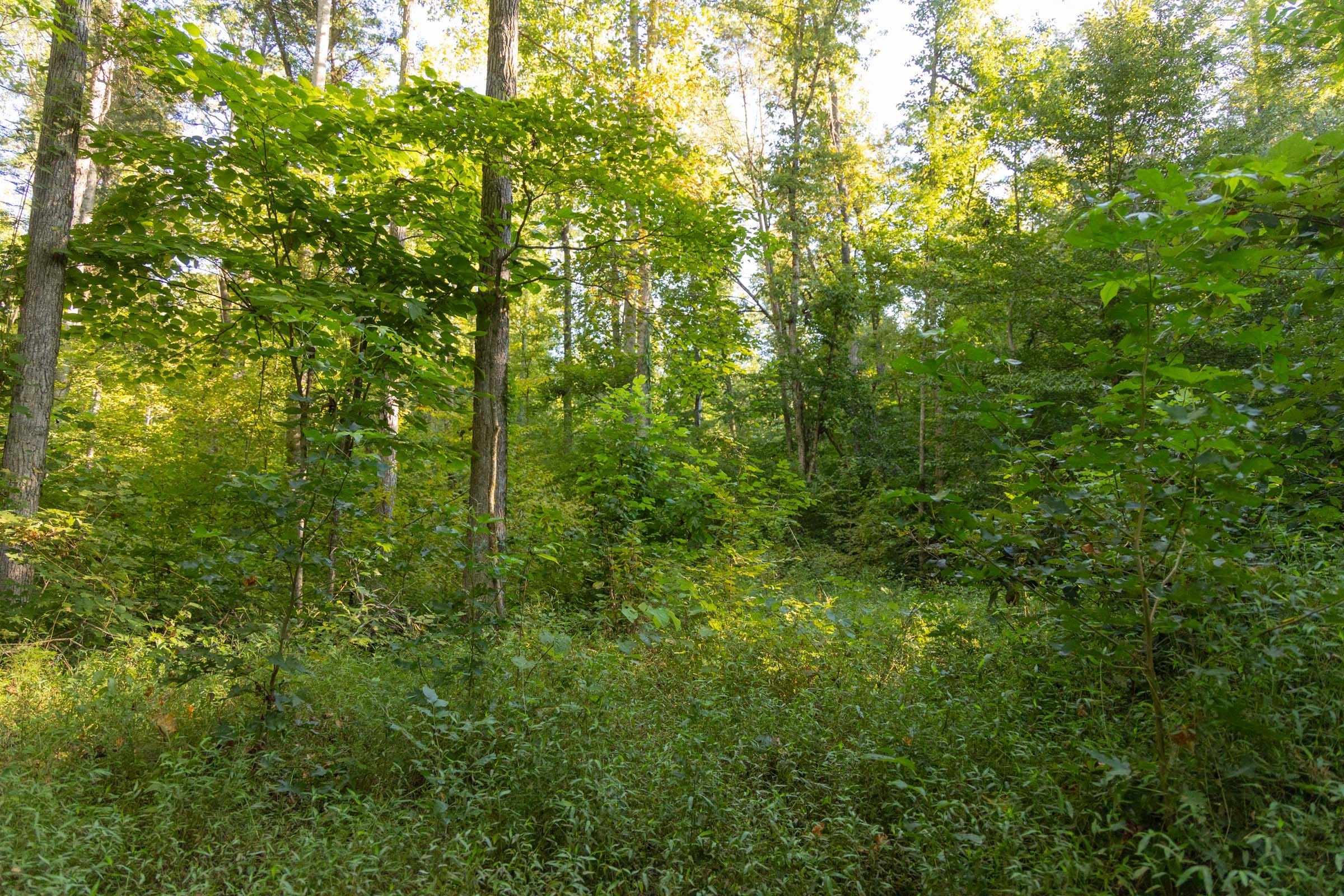 Big White Oak Tract 88 photo 7