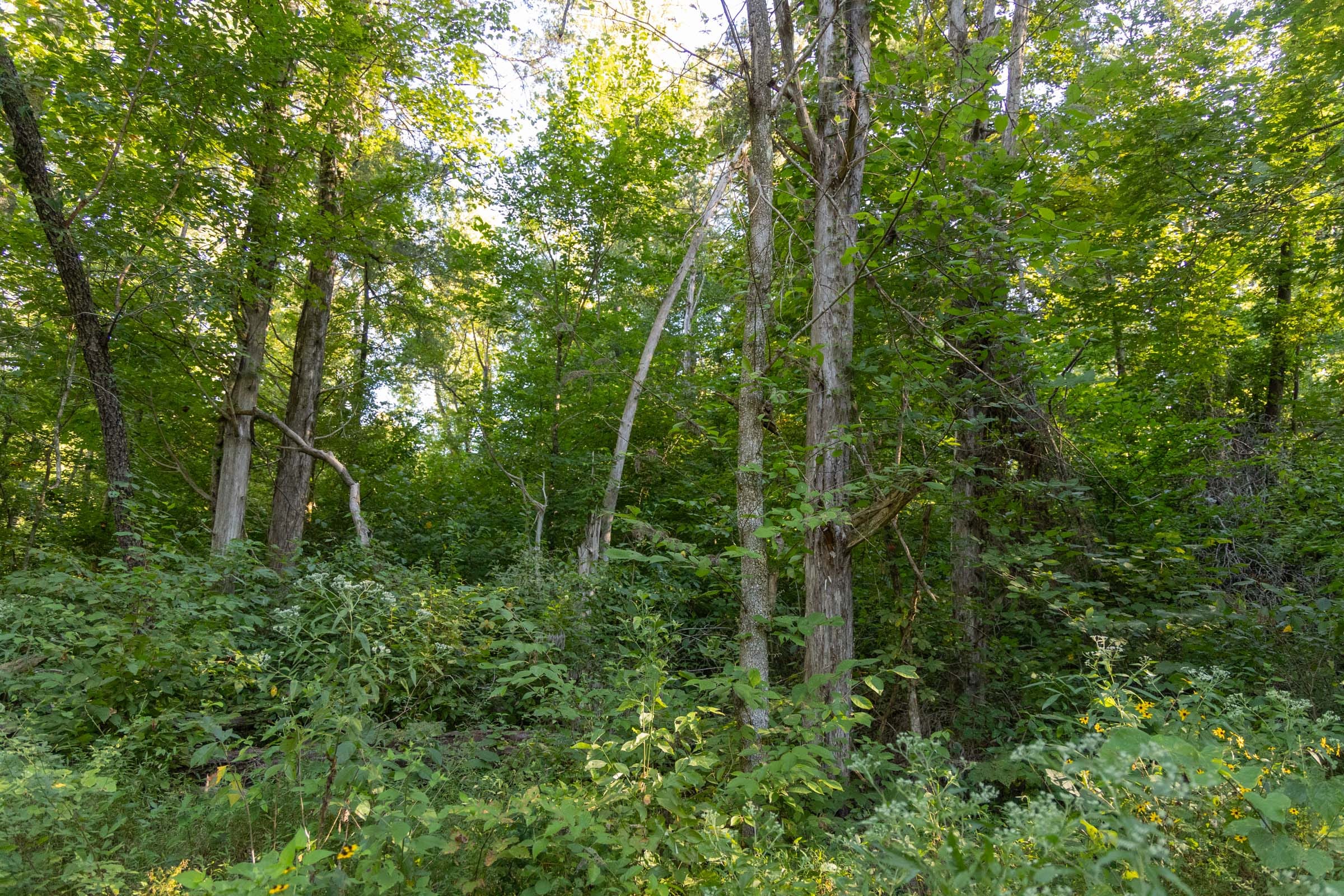 Big White Oak Tract 88 photo 6