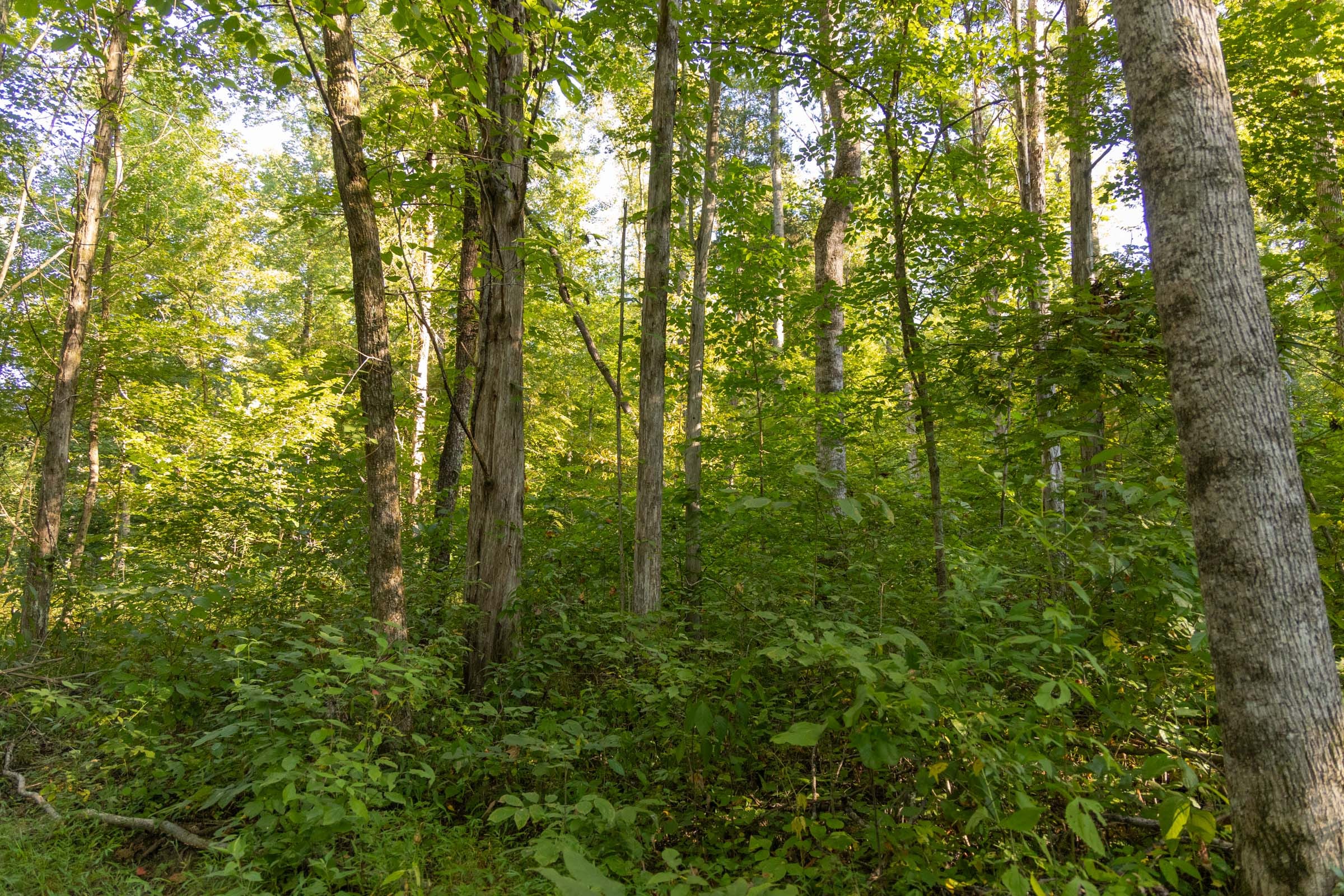 Big White Oak Tract 88 photo 5