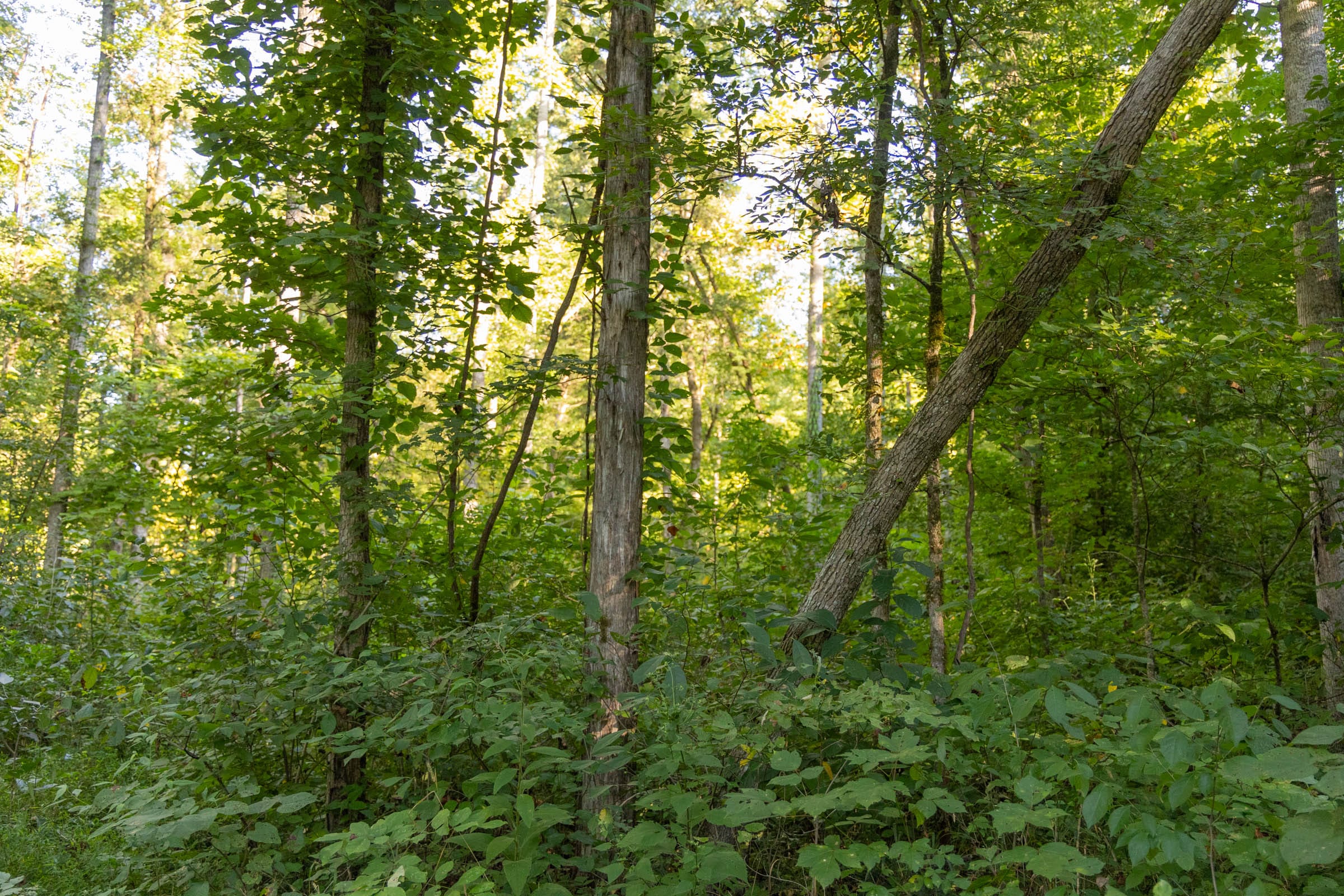 Big White Oak Tract 88 photo 4
