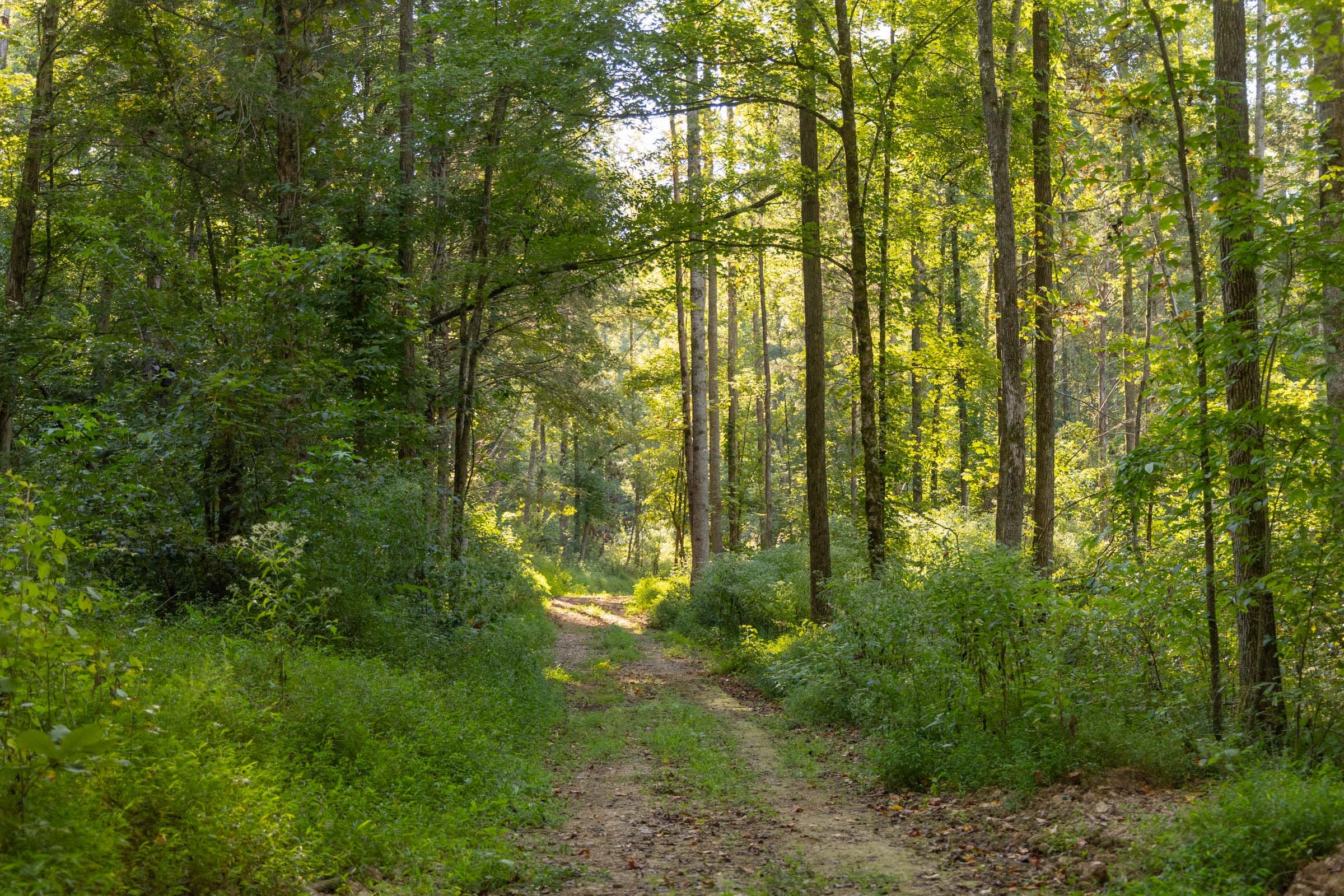 Big White Oak Tract 88 photo 3