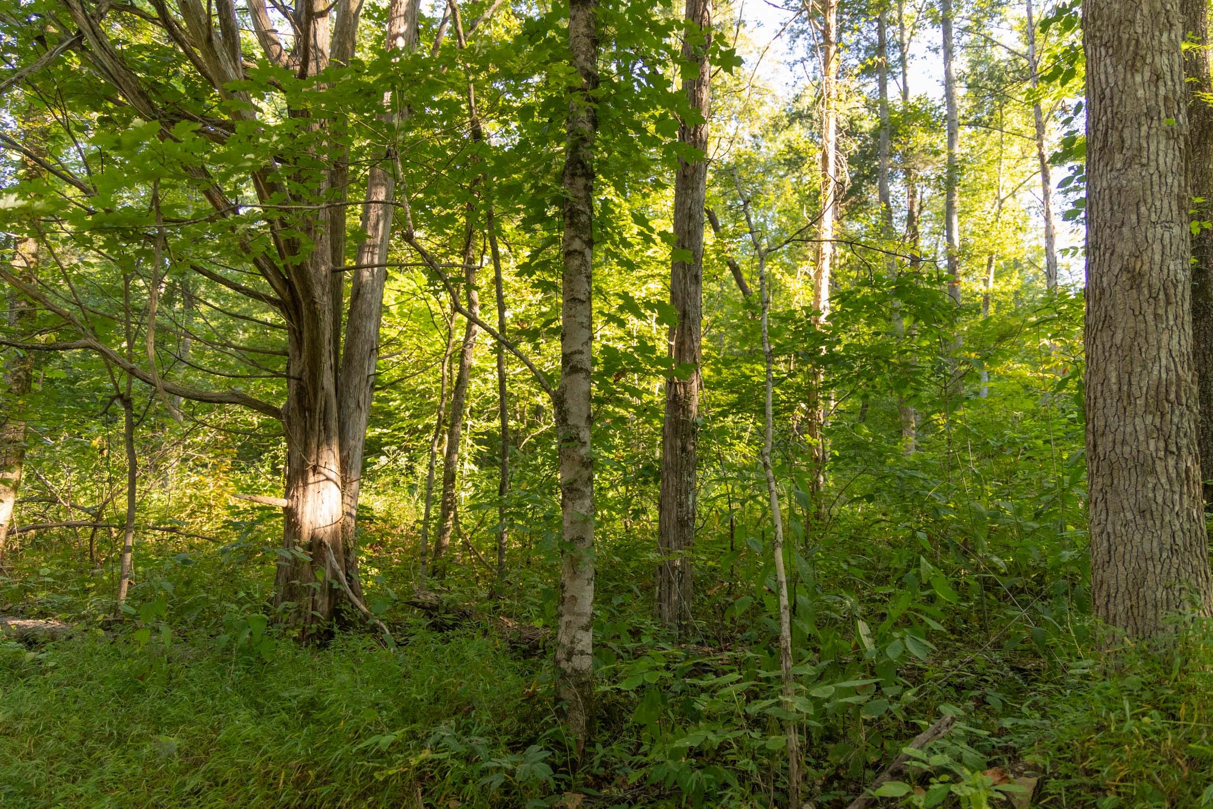 Big White Oak Tract 88 photo 2
