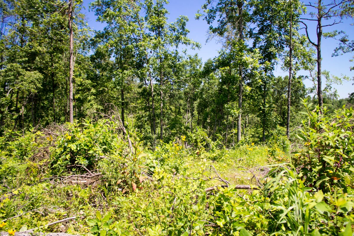 Timber Crossing Tract 20 photo 4