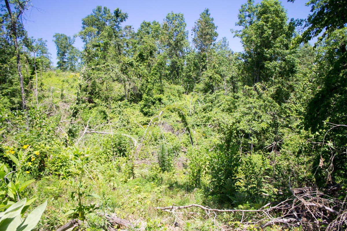 Timber Crossing Tract 20 photo 6