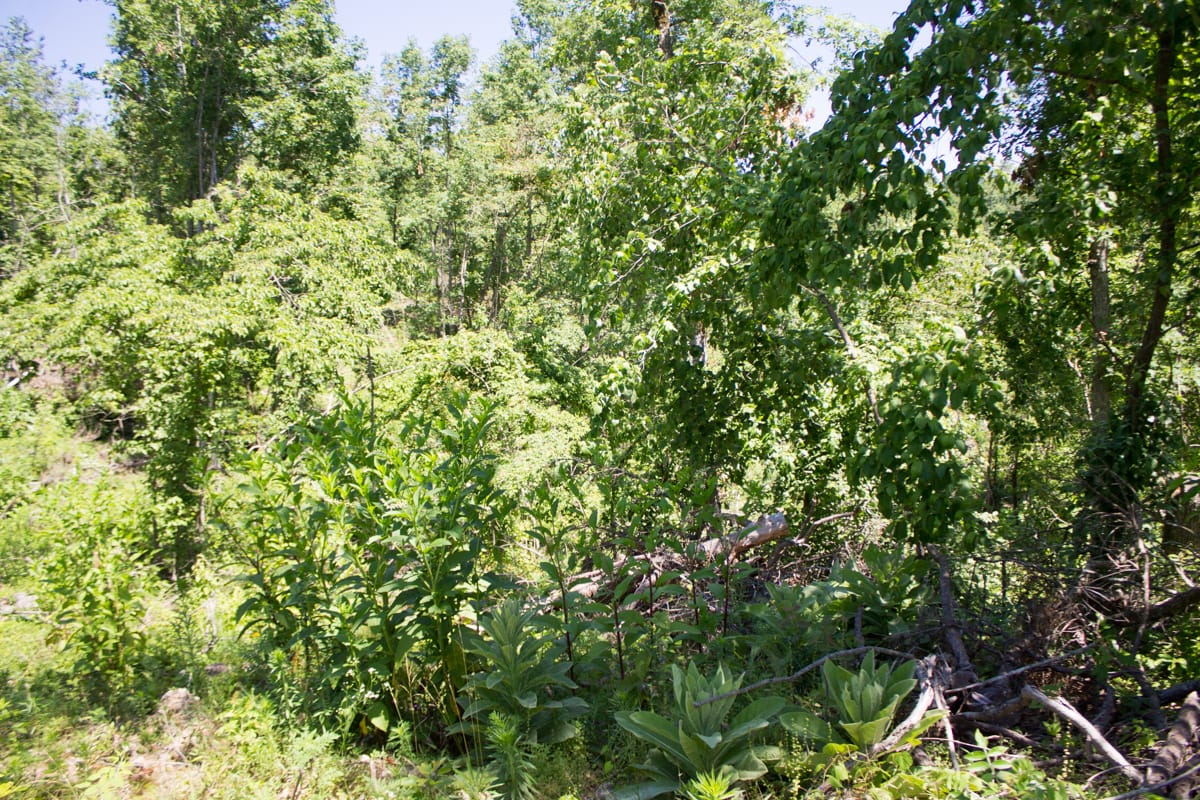 Timber Crossing Tract 20 photo 7