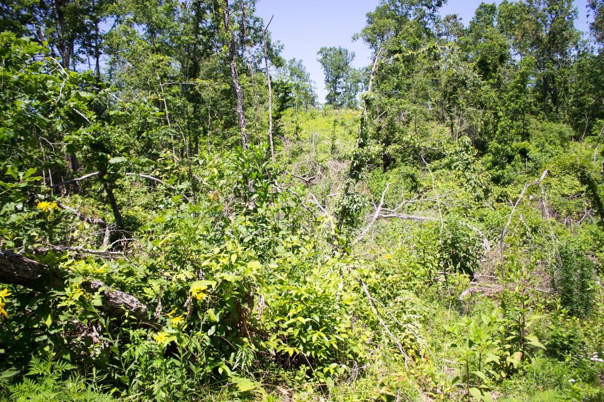 Timber Crossing Tract 20 photo 8