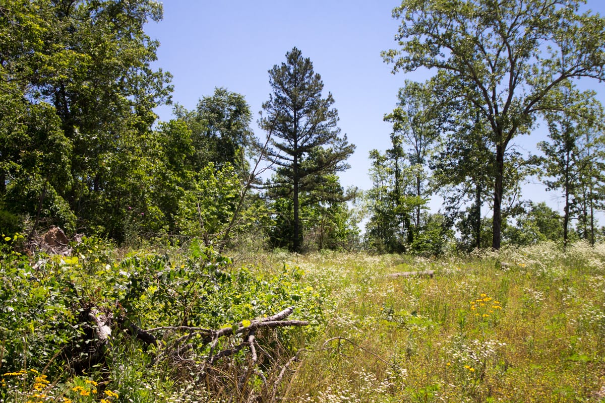 Timber Crossing Tract 20 photo 1