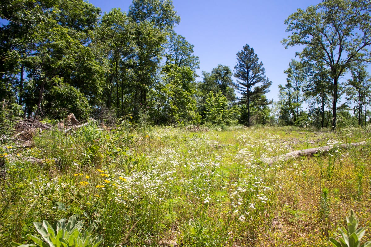 Timber Crossing Tract 20 photo 9
