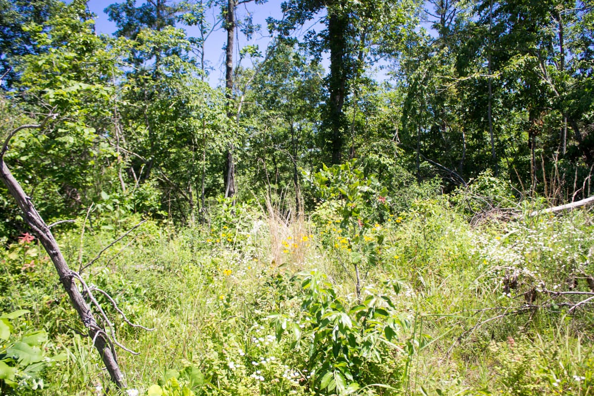 Timber Crossing Tract 20 photo 10
