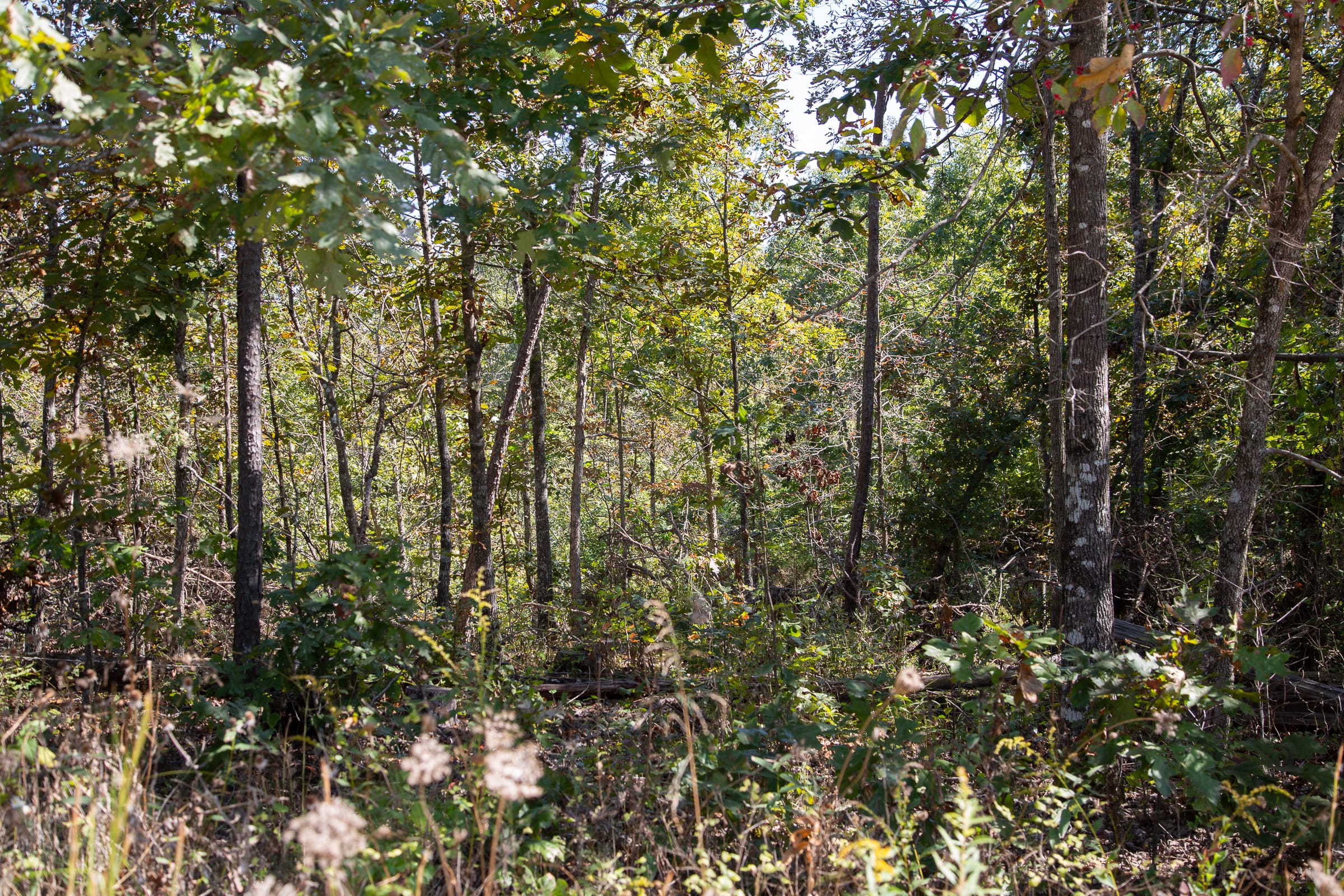 Borgmann’s Hollow Phase III Tract 93 photo 3