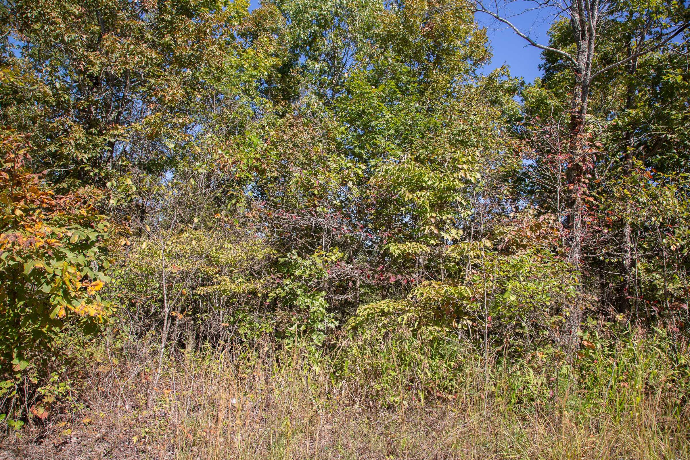 Borgmann’s Hollow Phase III Tract 93 photo 5