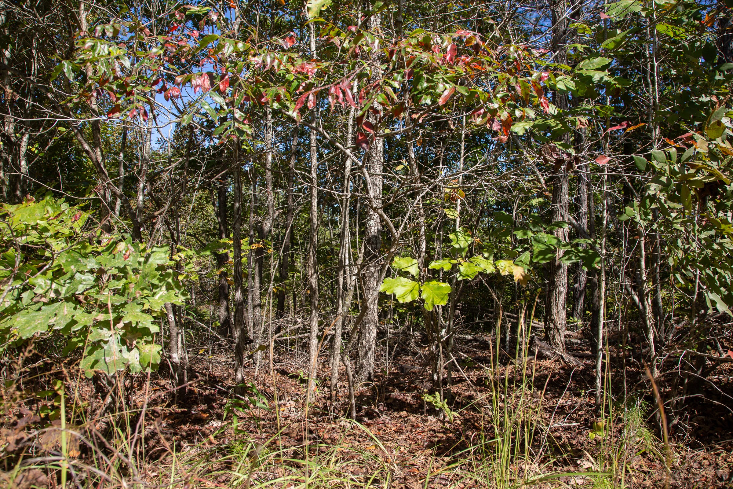 Borgmann’s Hollow Phase III Tract 93 photo 6