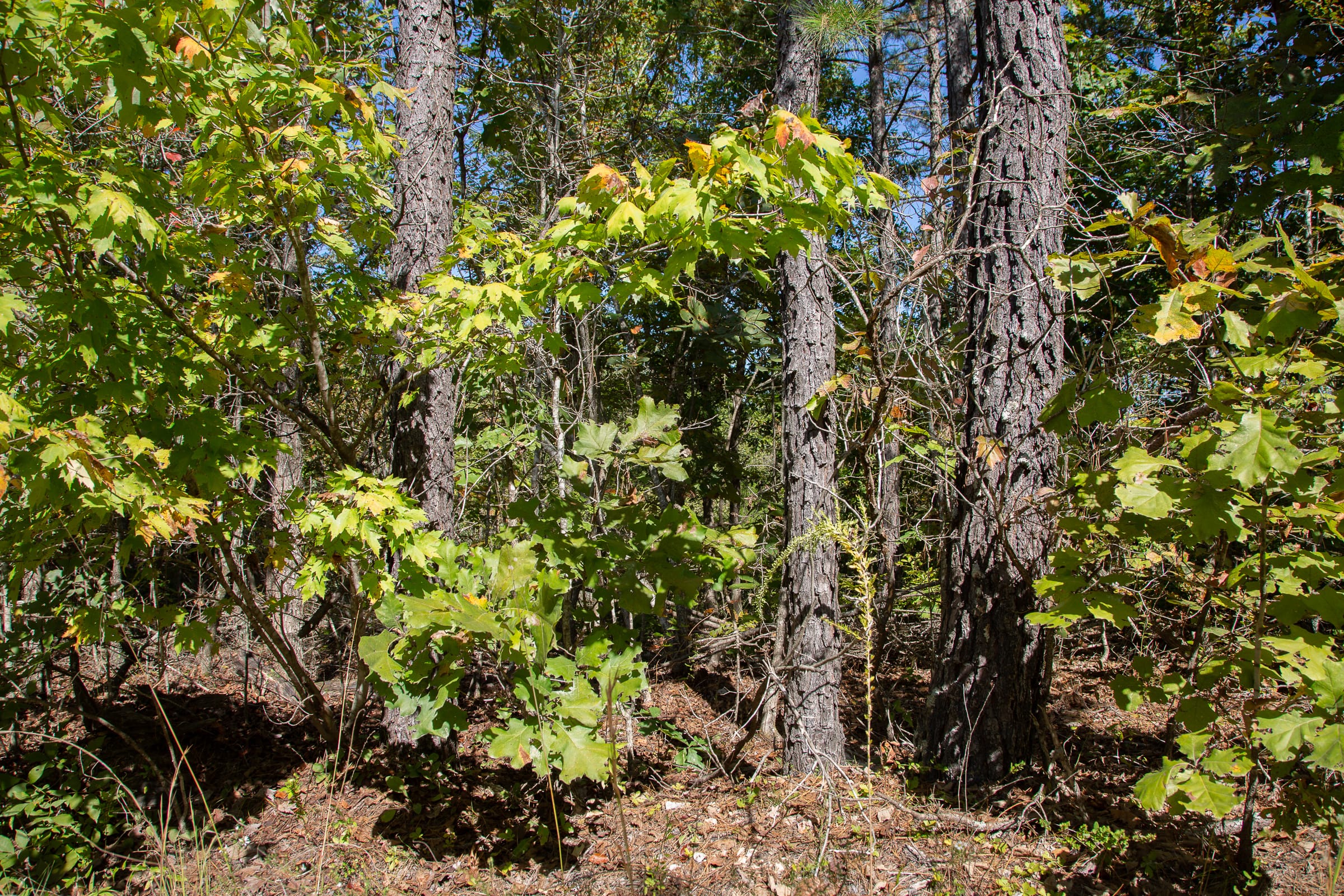 Borgmann’s Hollow Phase III Tract 93 photo 7