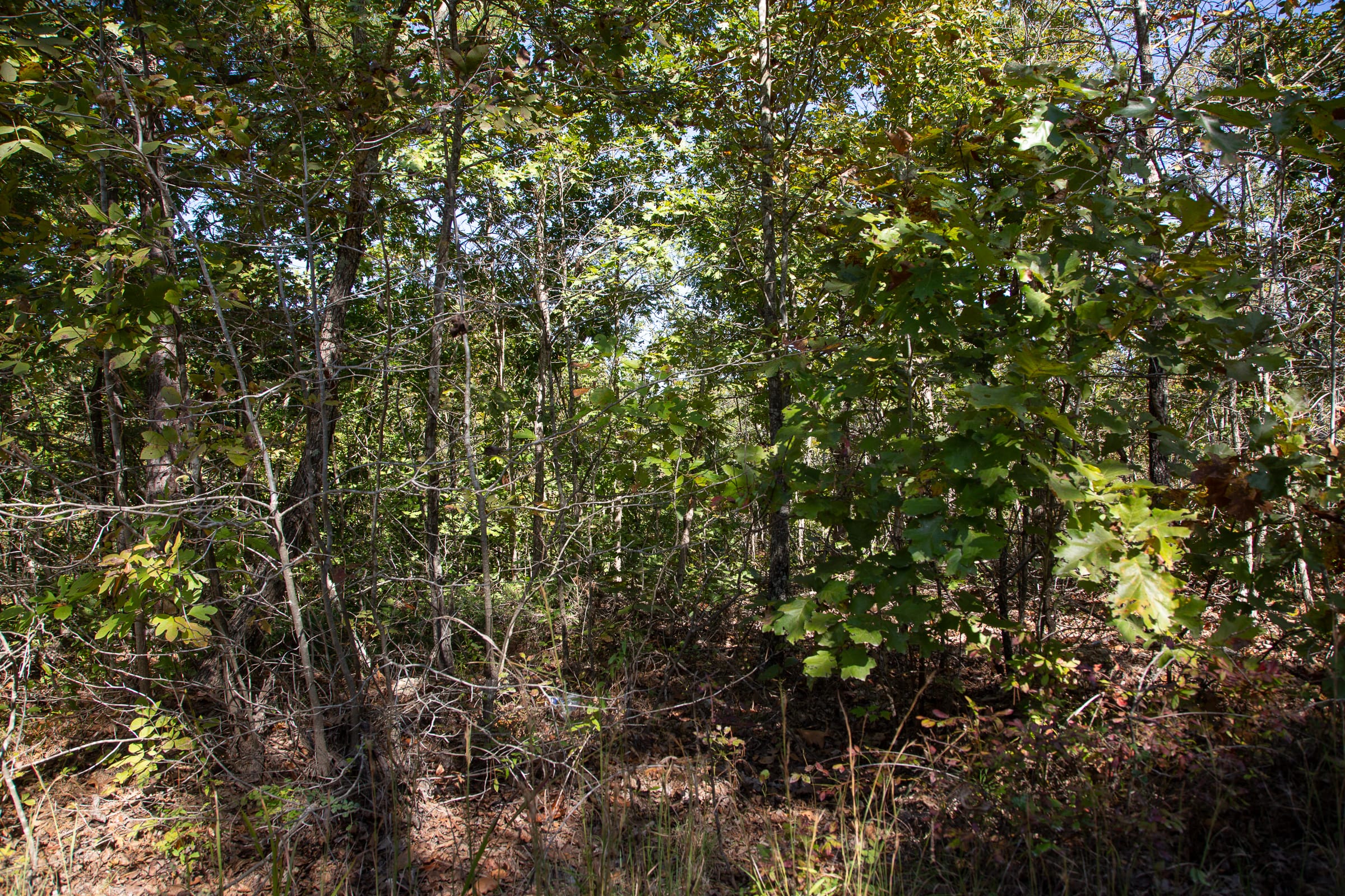 Borgmann’s Hollow Phase III Tract 93 photo 8