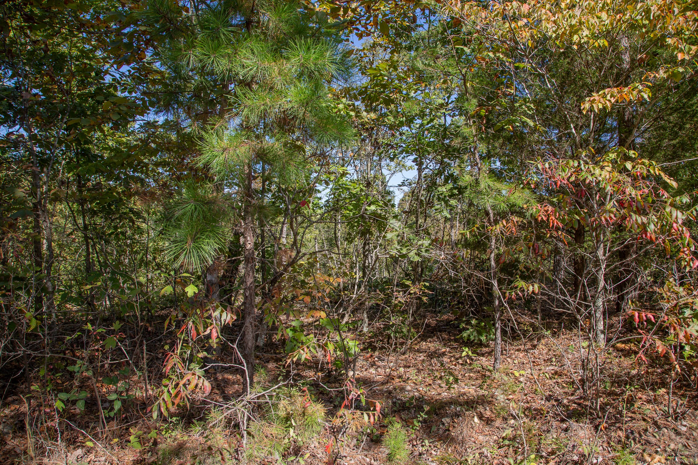 Borgmann’s Hollow Phase III Tract 93 photo 10