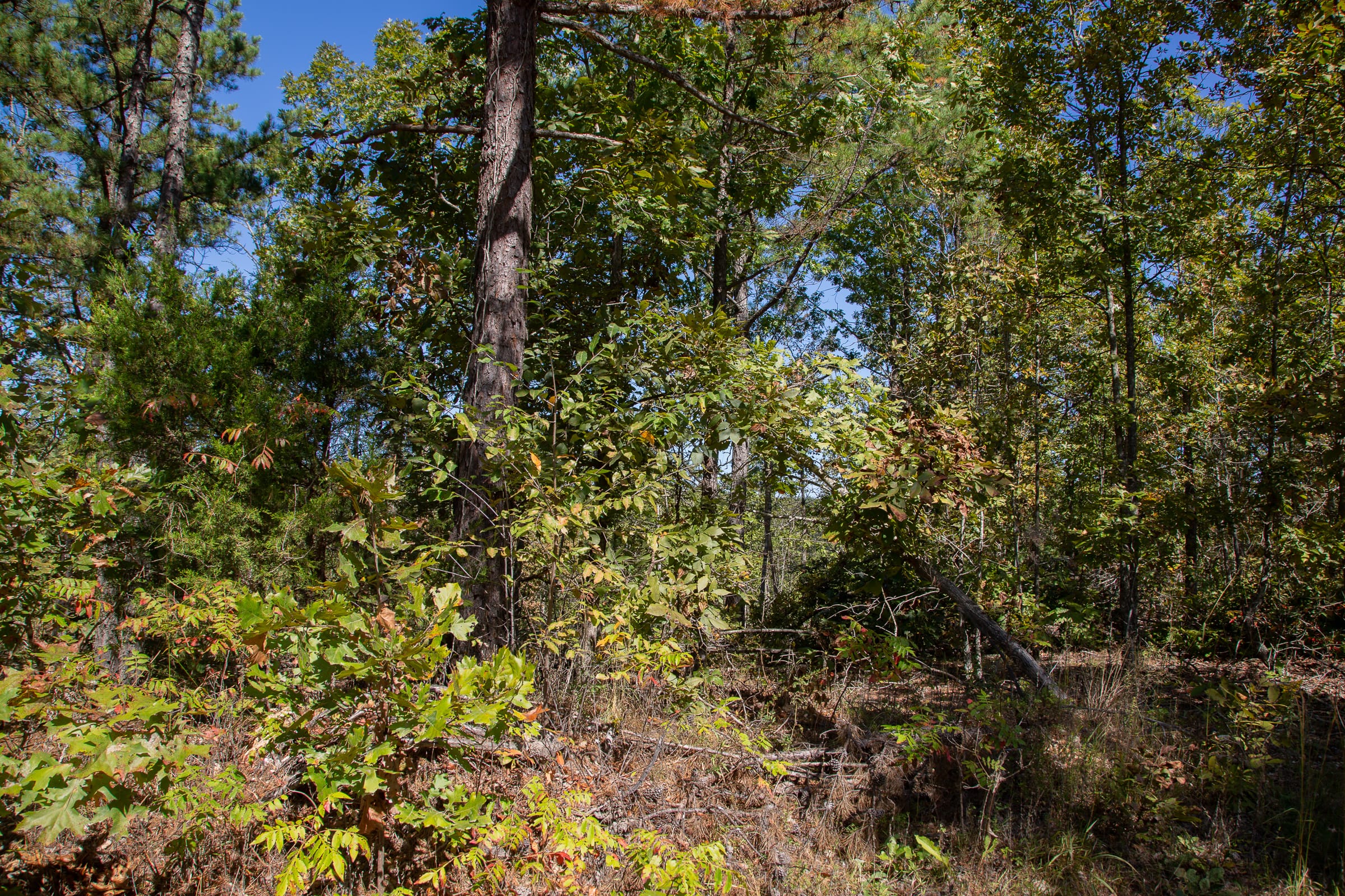 Borgmann’s Hollow Phase III Tract 93 photo 11