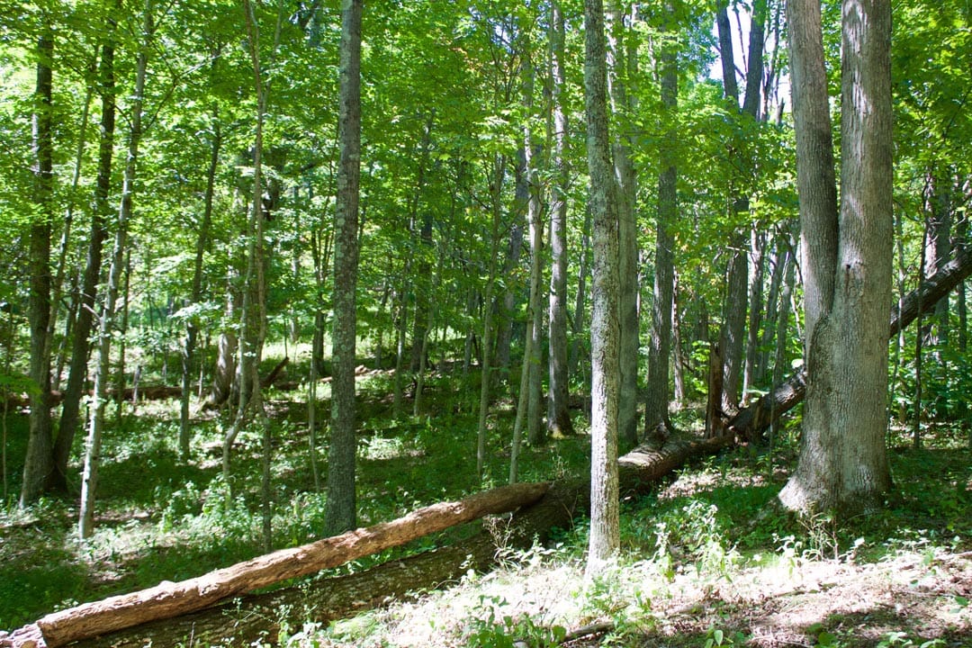 Heritage Hollow Tract 21 photo 4