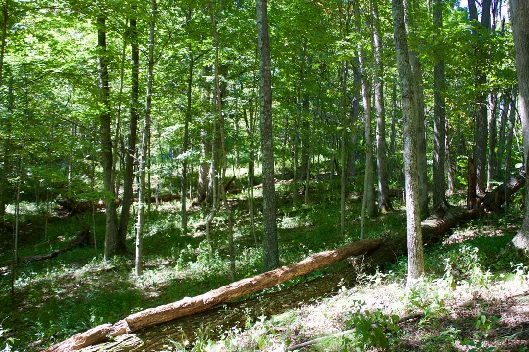 Heritage Hollow Tract 21 photo 5