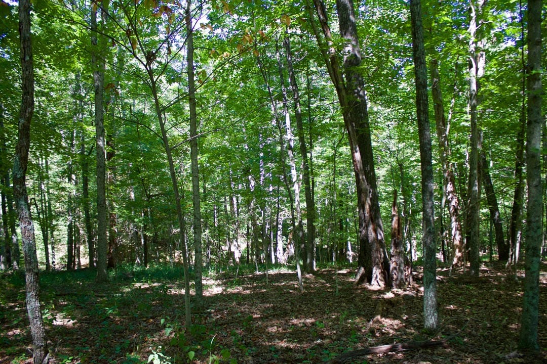 Heritage Hollow Tract 21 photo 6