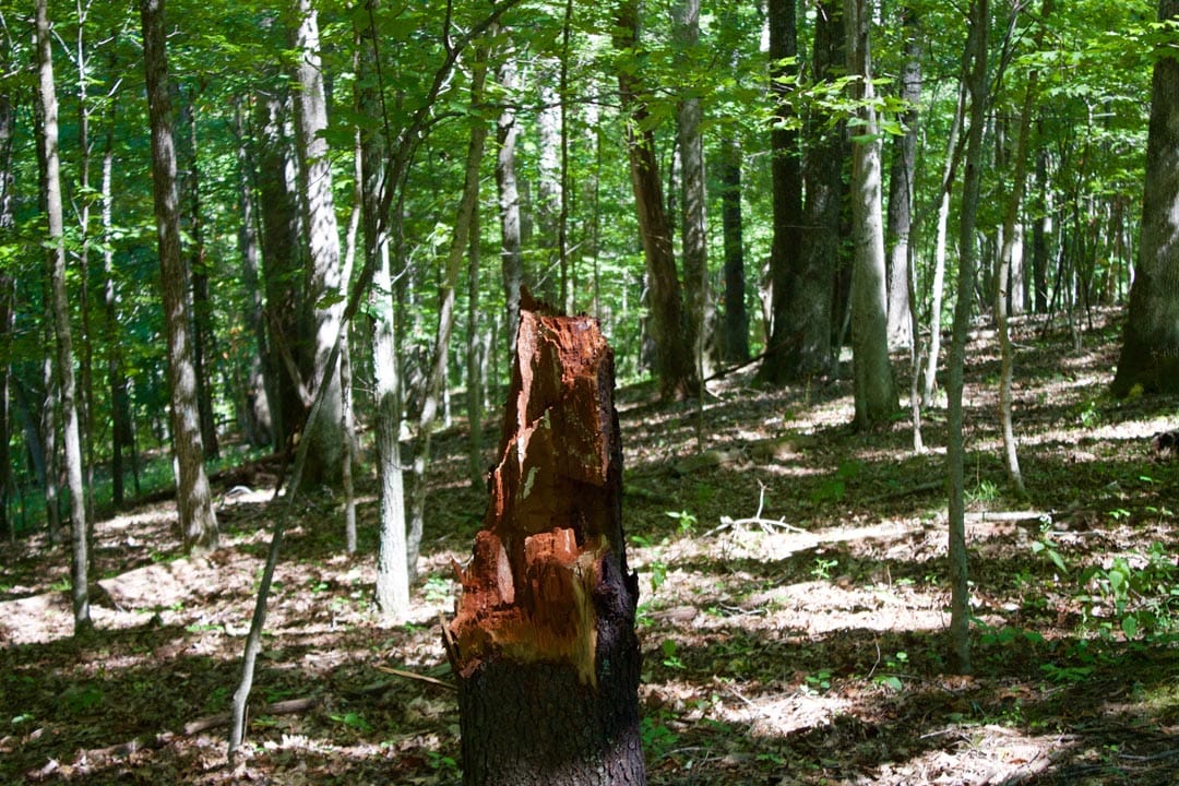 Heritage Hollow Tract 21 photo 7