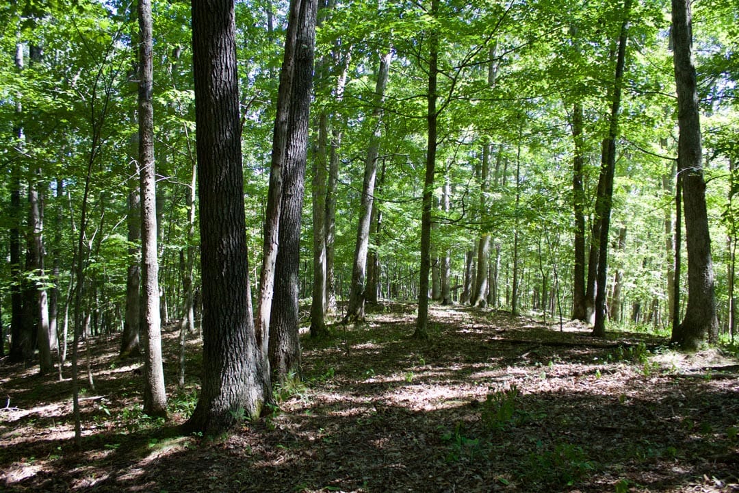 Heritage Hollow Tract 21 photo 8