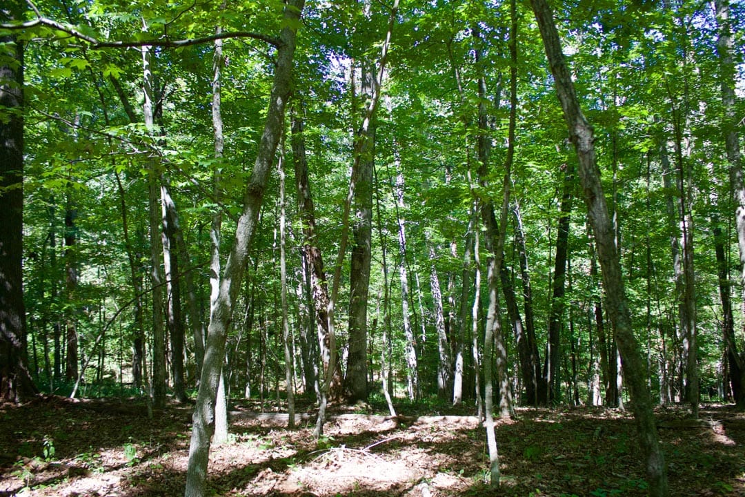 Heritage Hollow Tract 21 photo 9