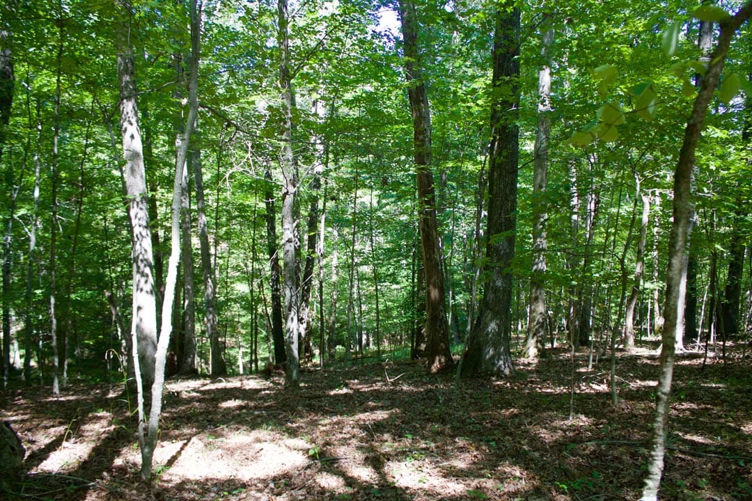 Heritage Hollow Tract 21 photo 10