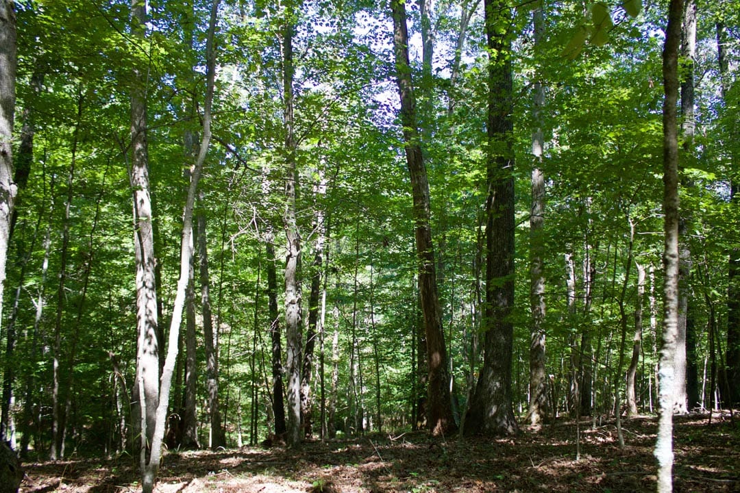 Heritage Hollow Tract 21 photo 11