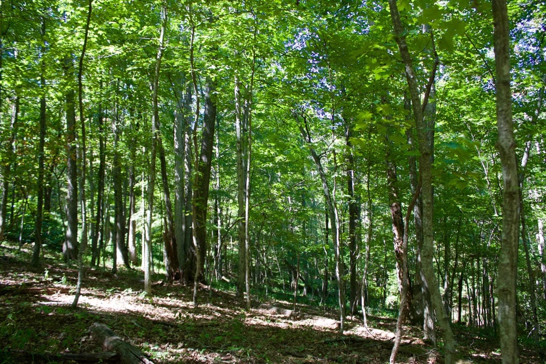 Heritage Hollow Tract 21 photo 12
