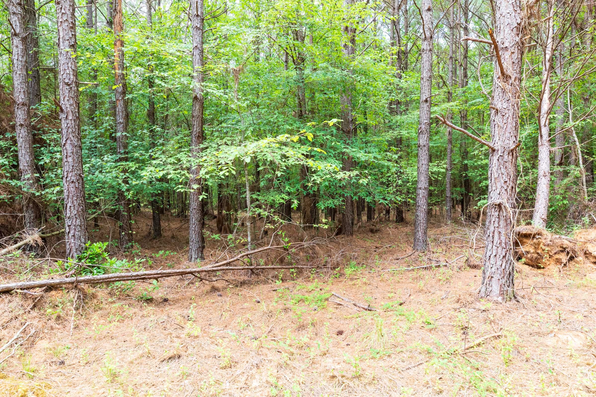 Whiskey Ridge Tract 26 photo 1