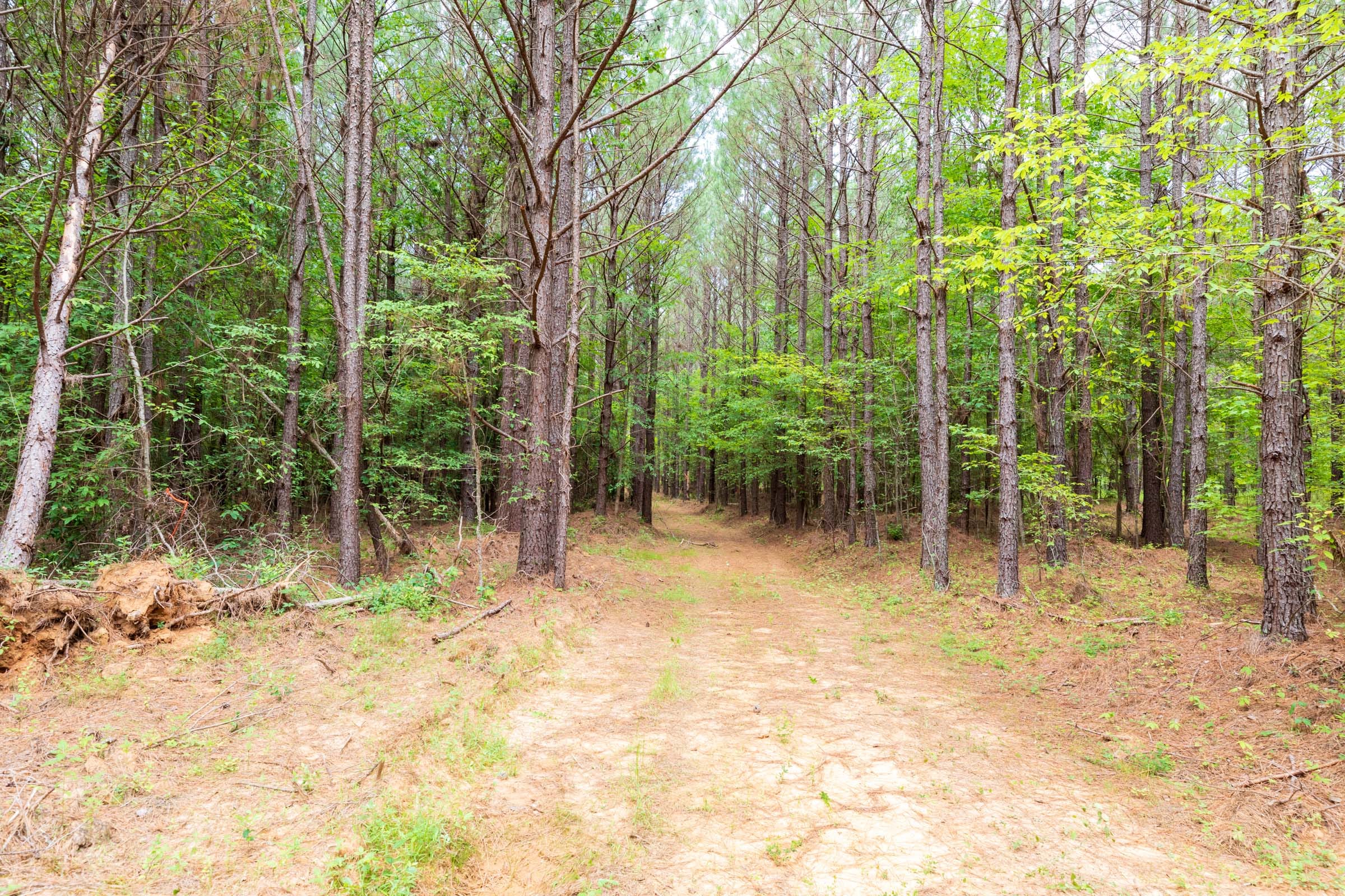 Whiskey Ridge Tract 26 photo 2