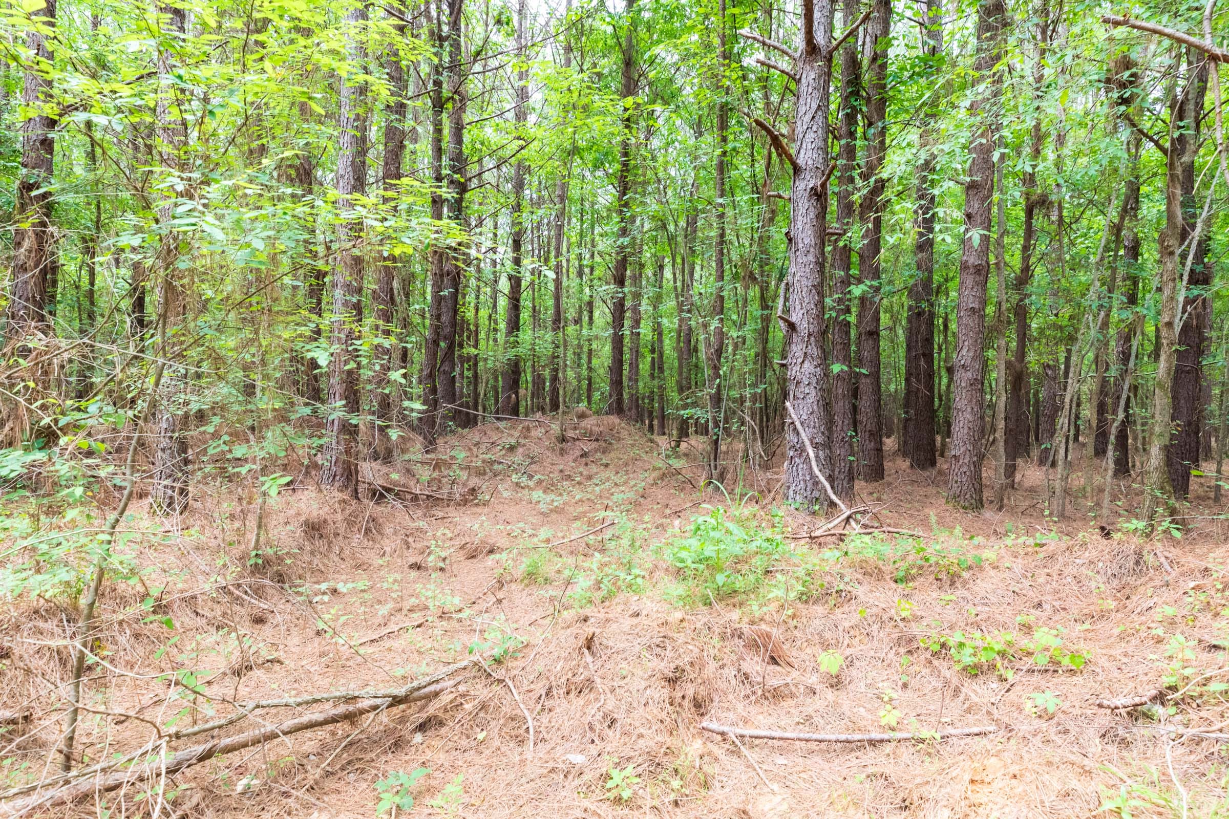 Whiskey Ridge Tract 26 photo 3