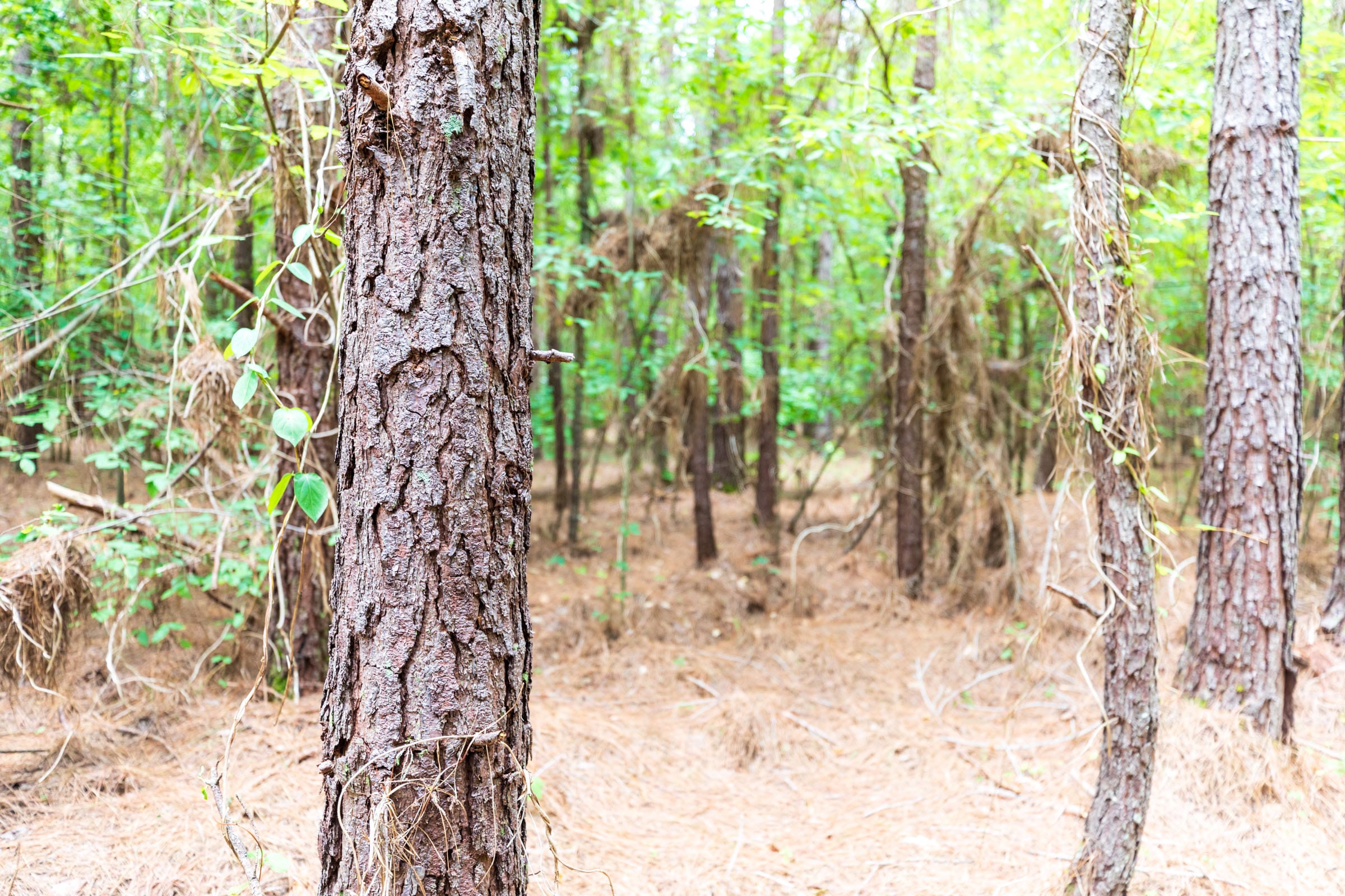 Whiskey Ridge Tract 26 photo 4