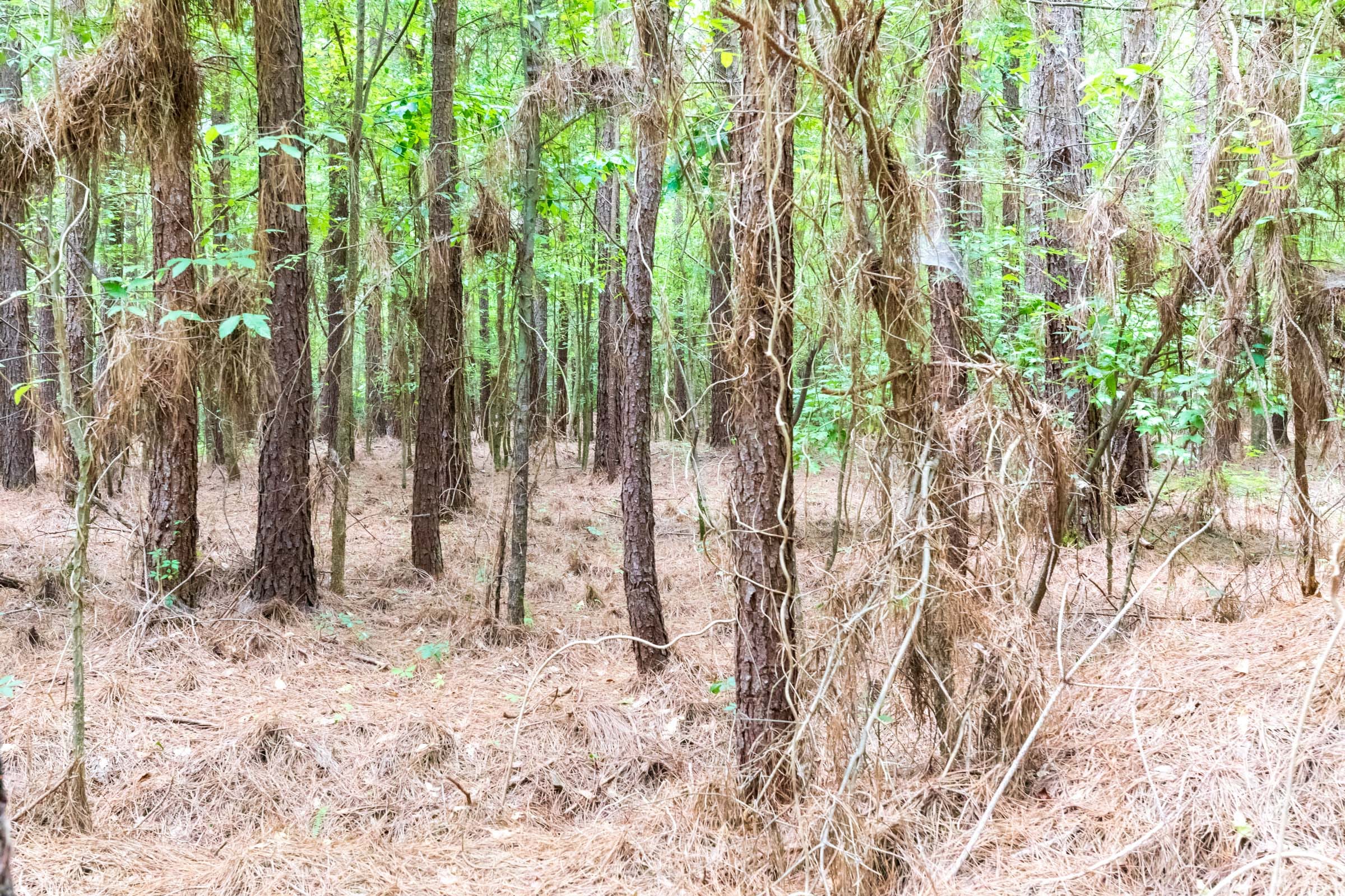 Whiskey Ridge Tract 26 photo 5