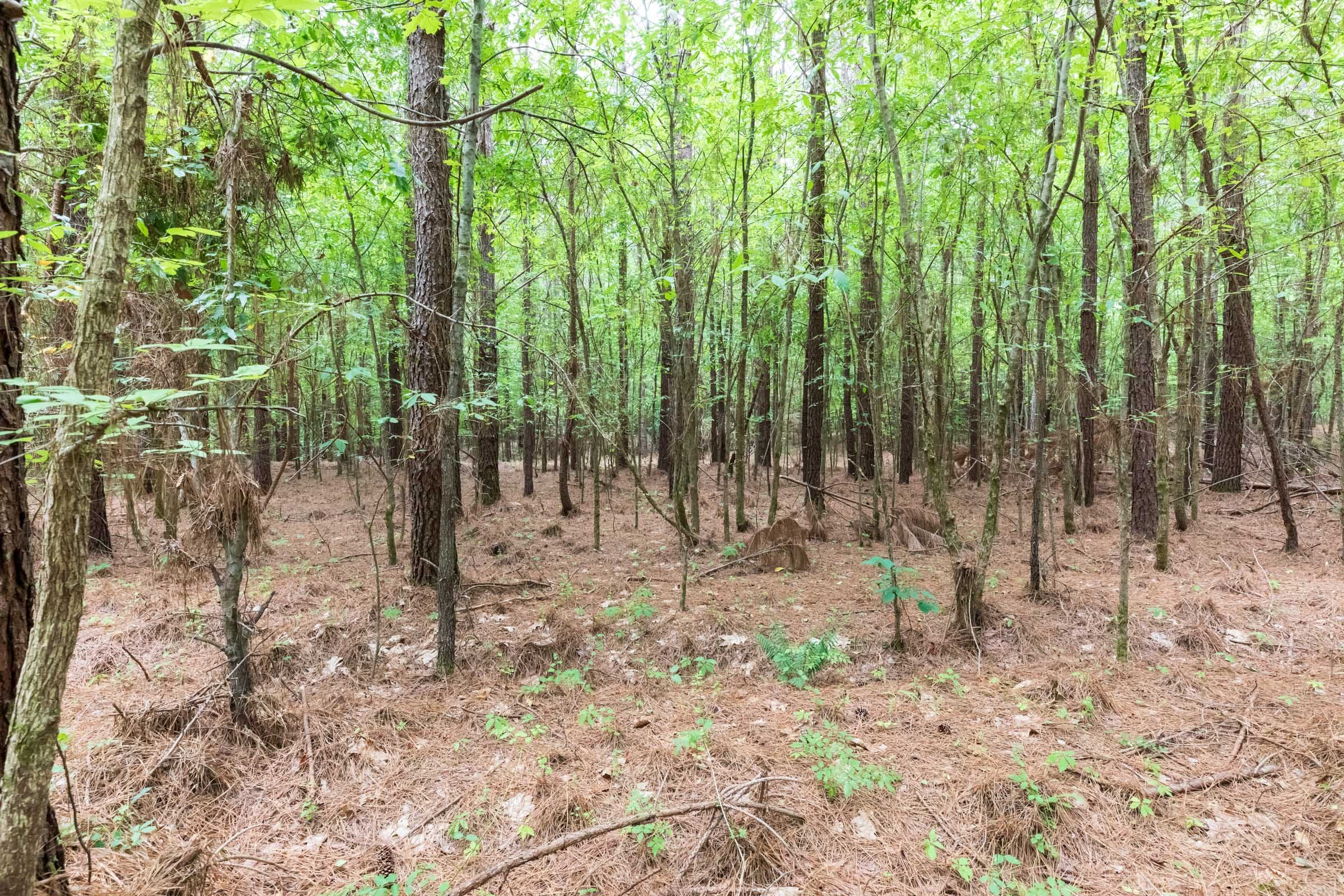 Whiskey Ridge Tract 26 photo 6