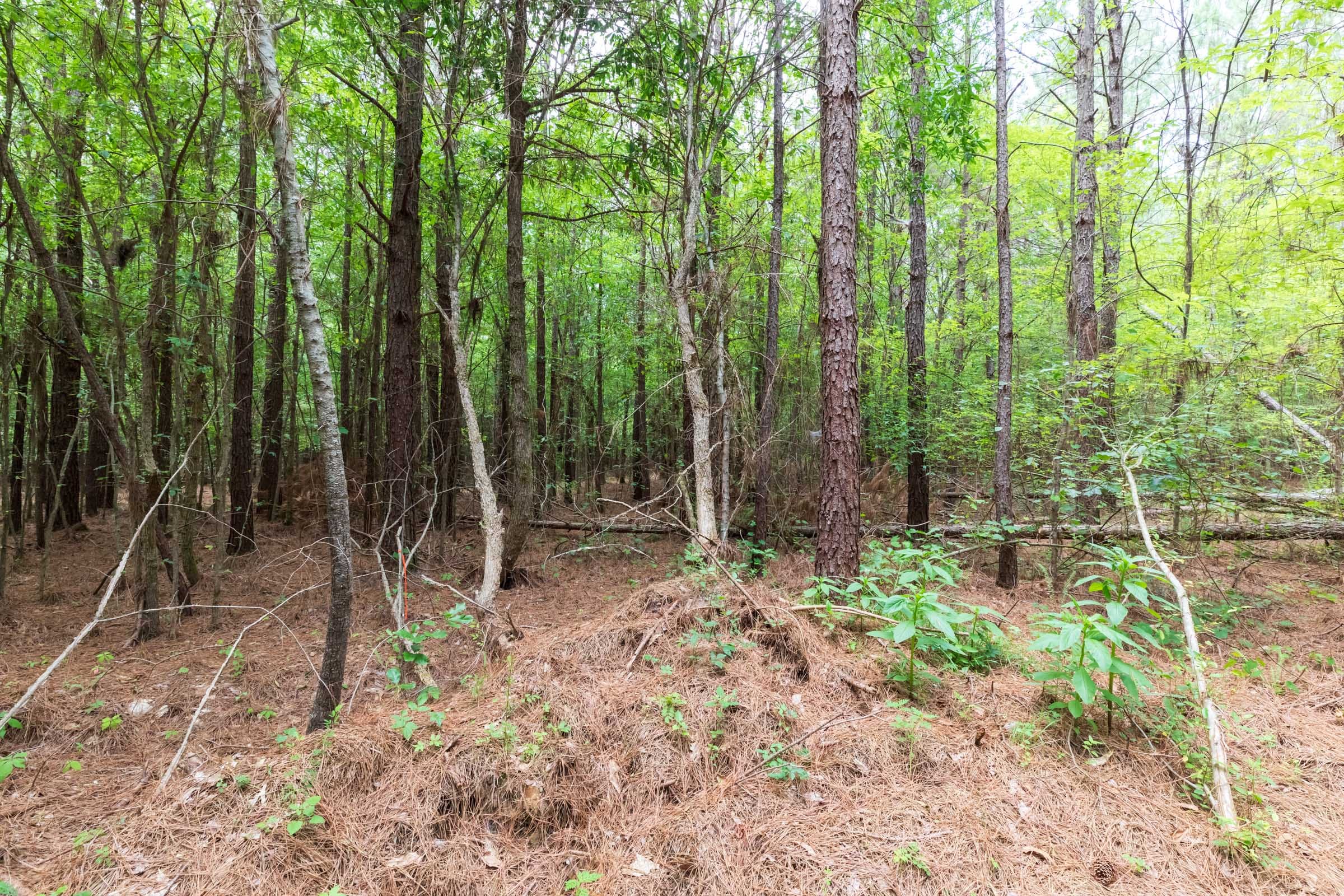 Whiskey Ridge Tract 26 photo 7