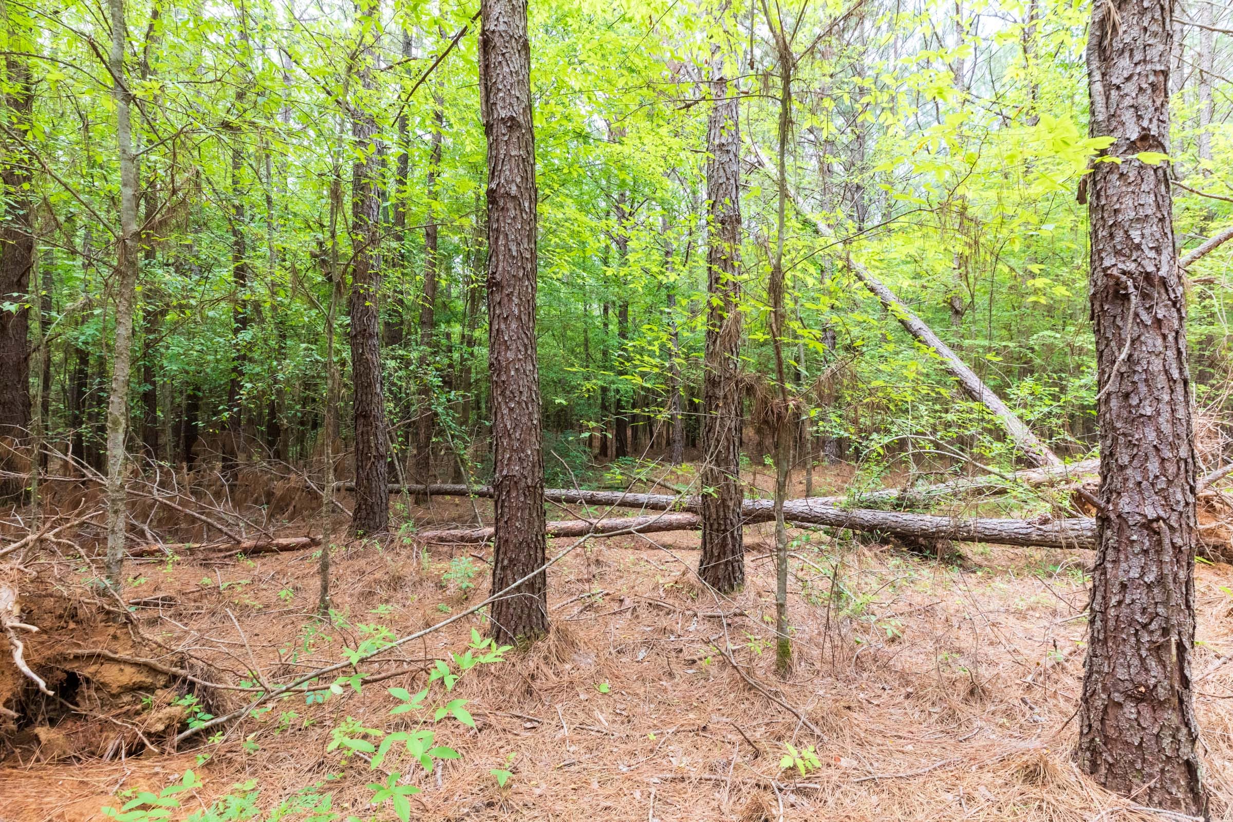 Whiskey Ridge Tract 26 photo 8