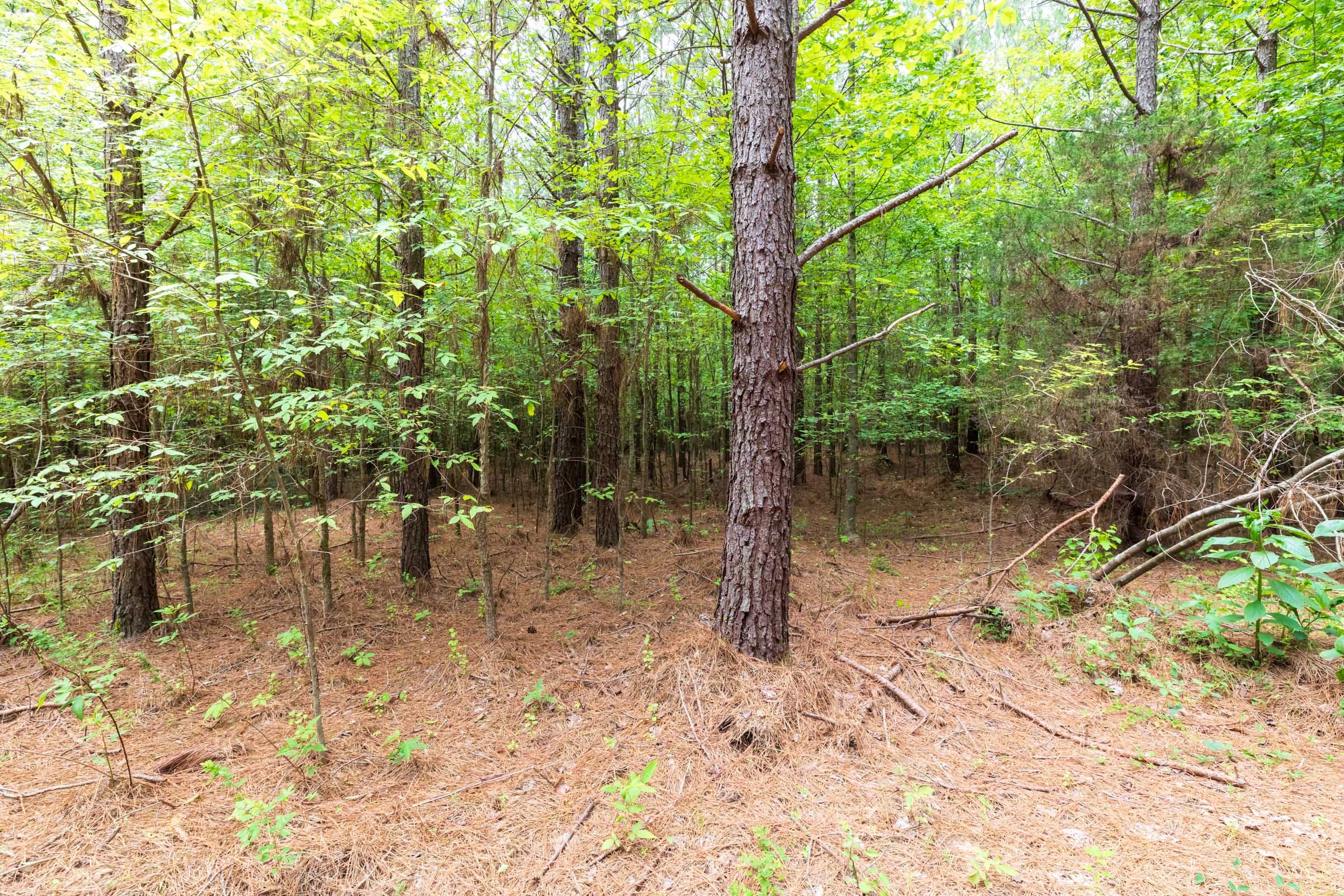 Whiskey Ridge Tract 26 photo 9