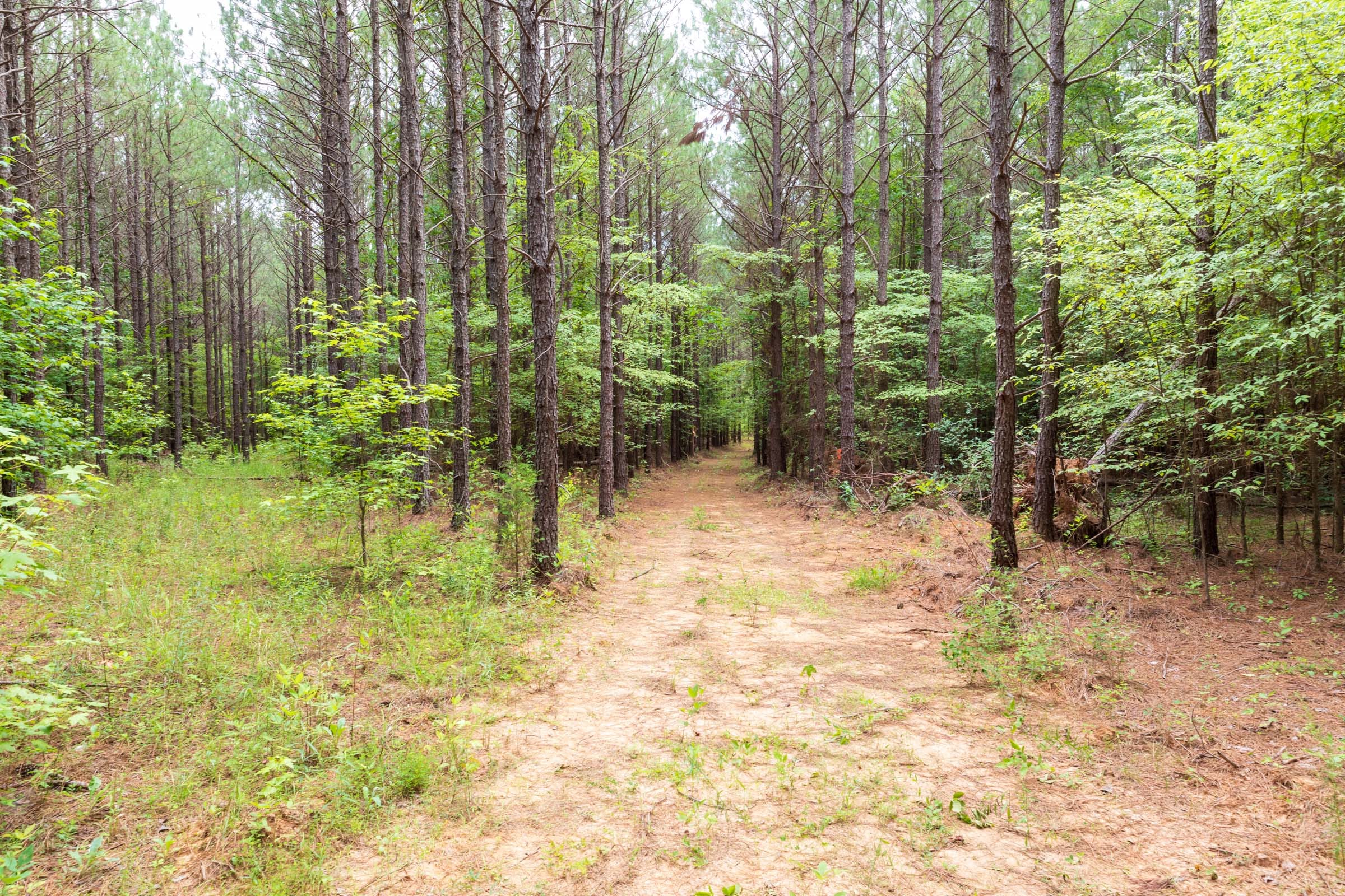 Whiskey Ridge Tract 26 photo 10