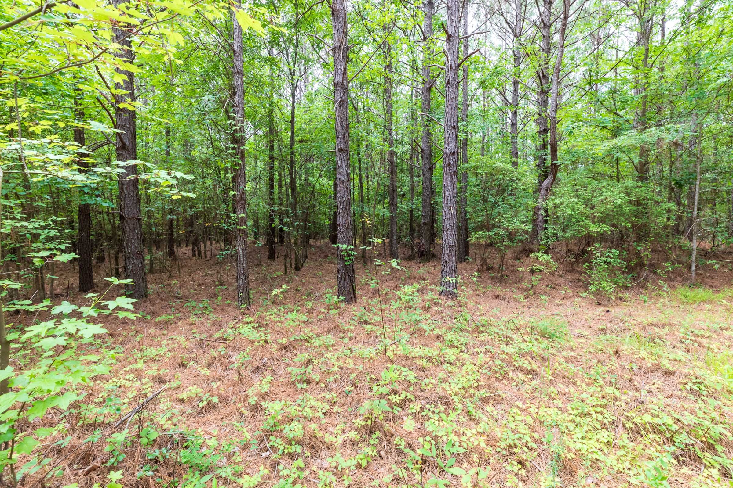 Whiskey Ridge Tract 26 photo 11