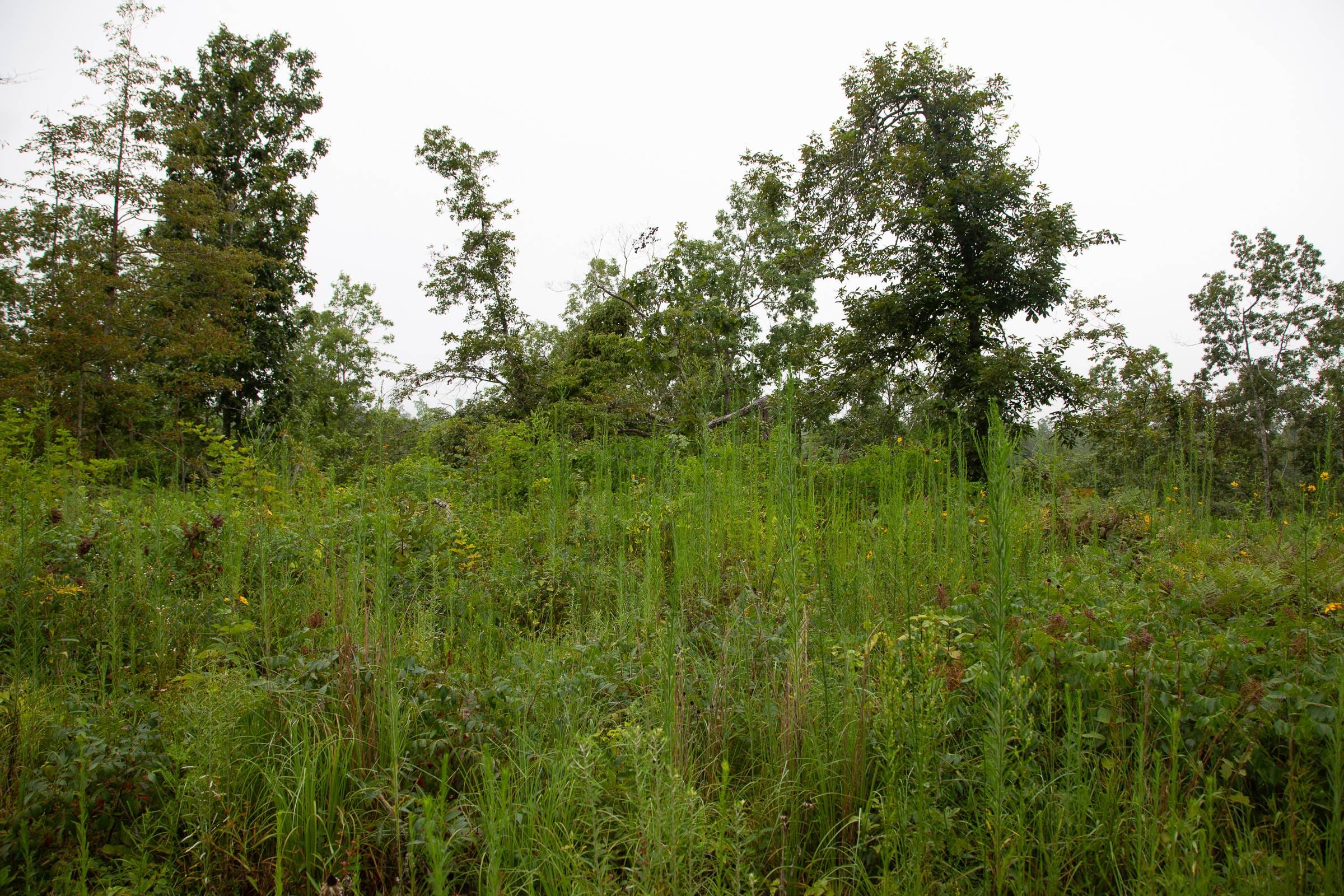 Borgmann’s Hollow Phase II Tract 38 photo 3