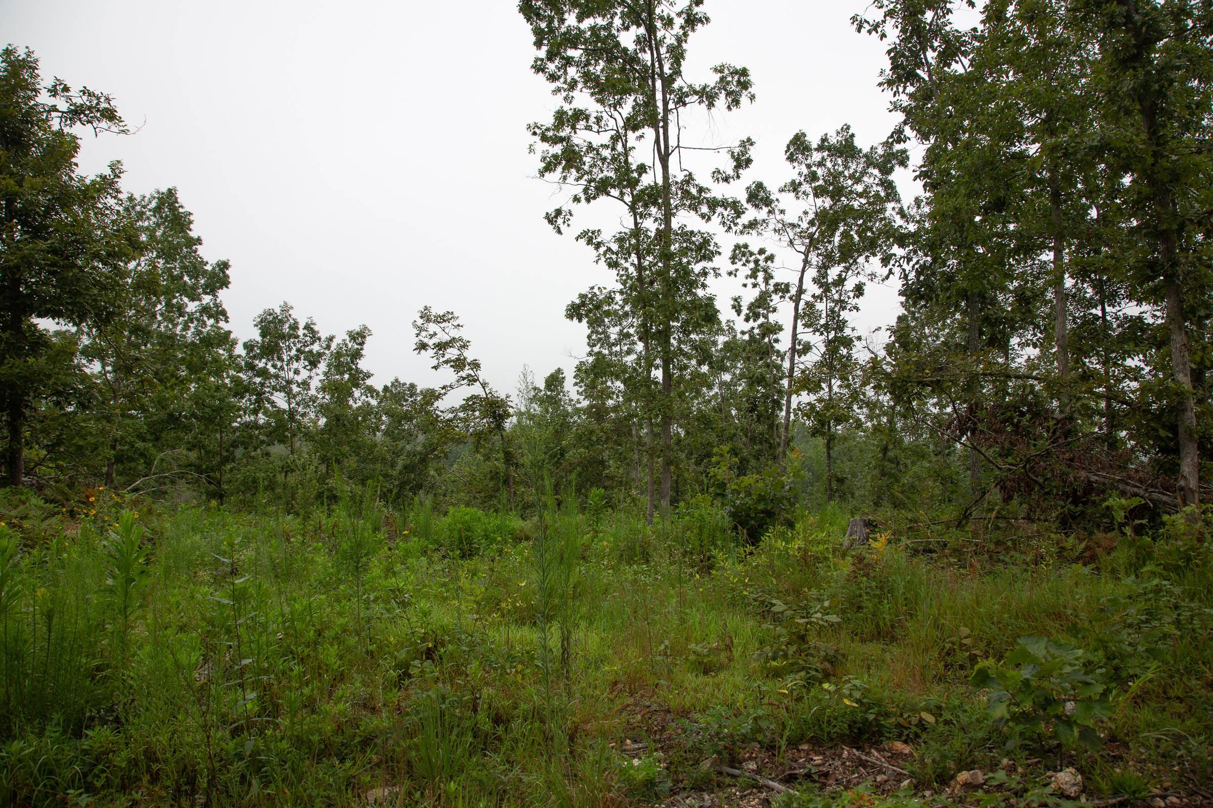 Borgmann’s Hollow Phase II Tract 38 photo 4