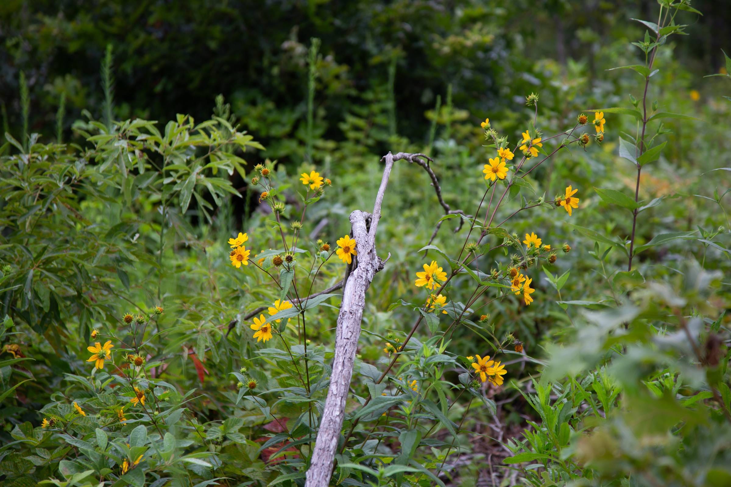Borgmann’s Hollow Phase II Tract 38 photo 6