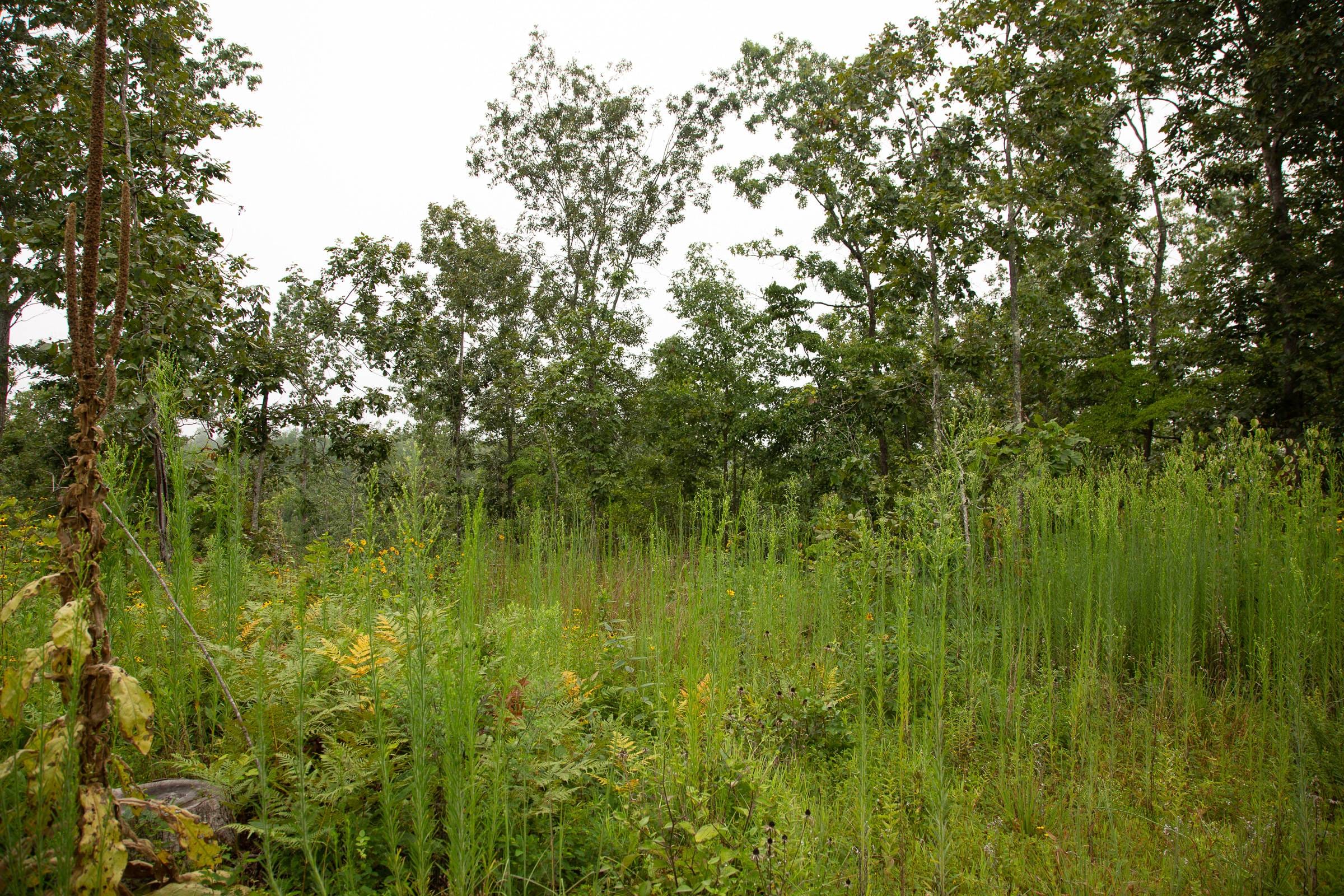 Borgmann’s Hollow Phase II Tract 38 photo 9