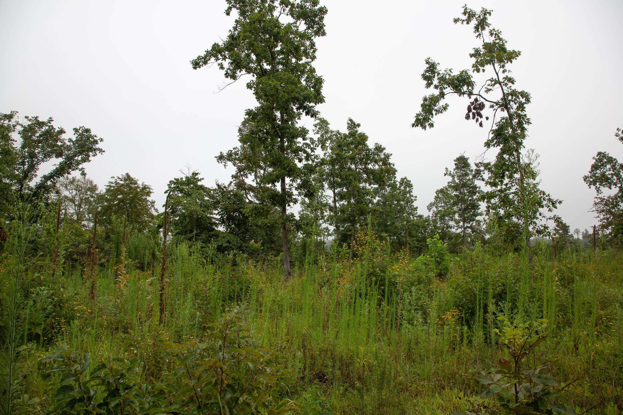Borgmann’s Hollow Phase II Tract 38 photo 10