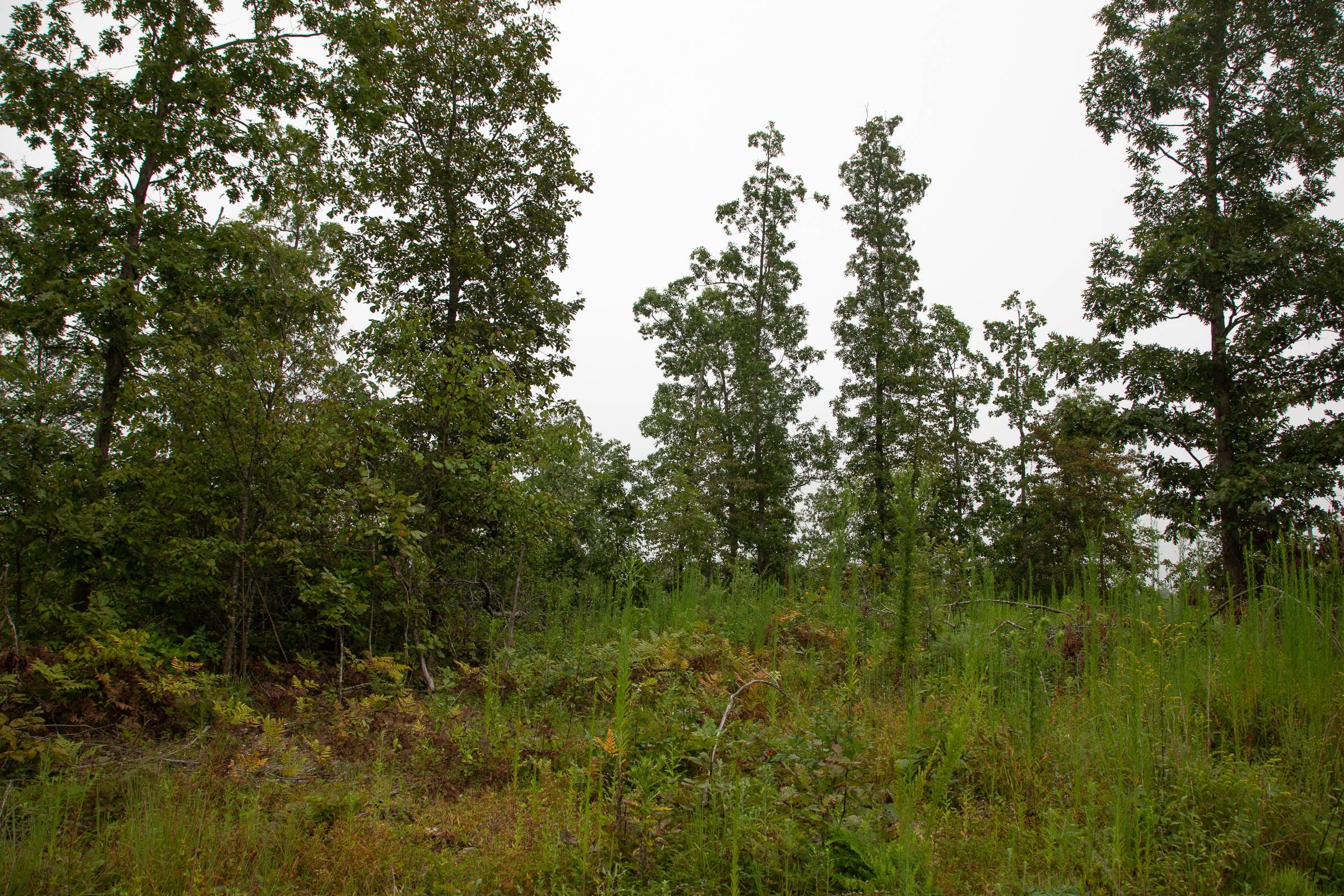 Borgmann’s Hollow Phase II Tract 38 photo 11