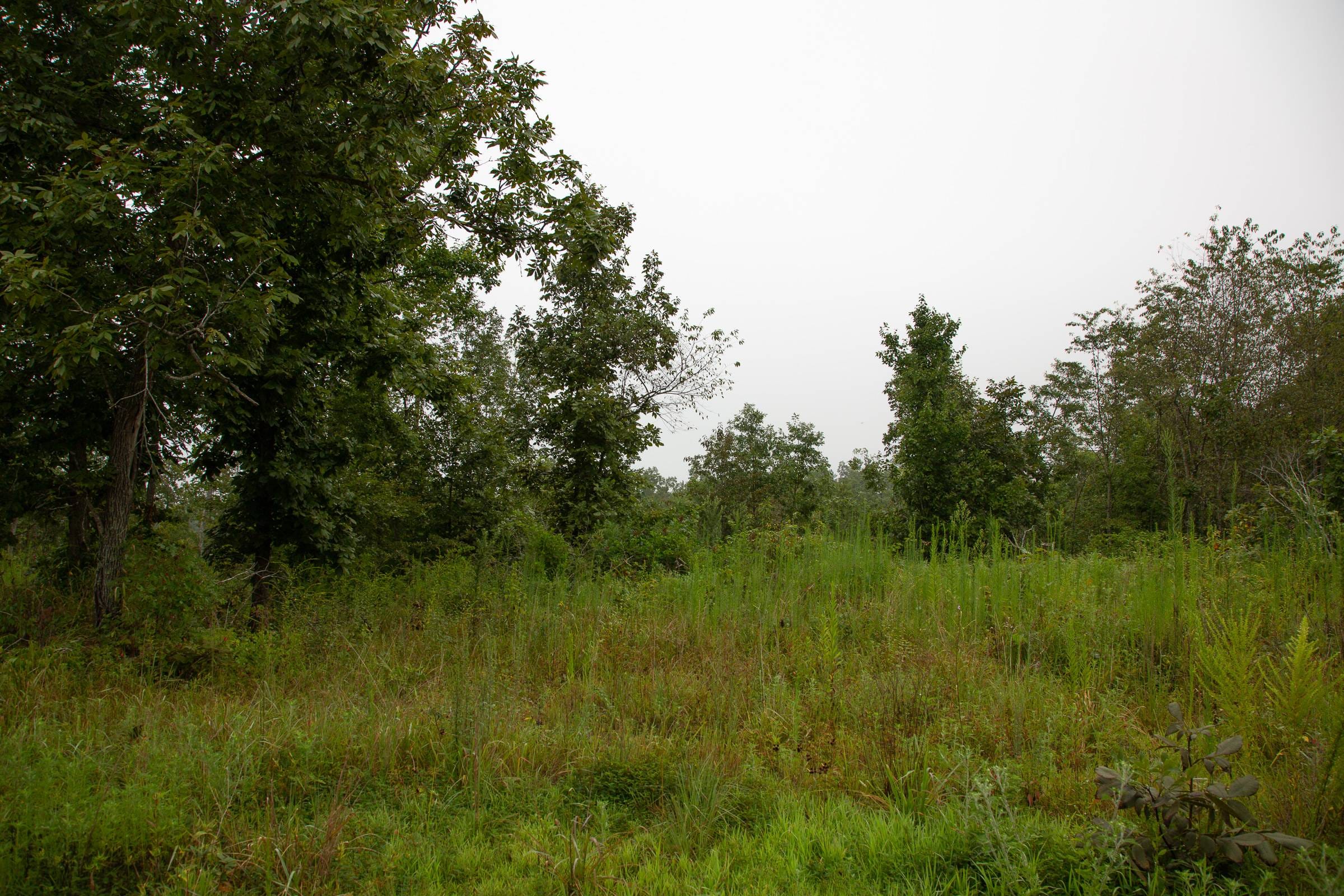 Borgmann’s Hollow Phase II Tract 38 photo 13